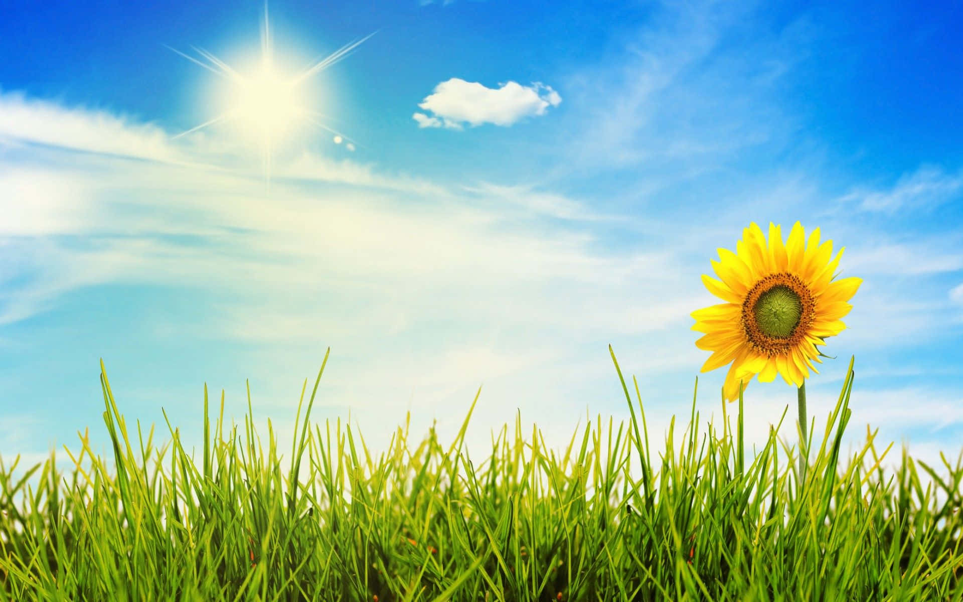 sunflower, green fields, bright blue sky, Full HD Desktop Wallpaper