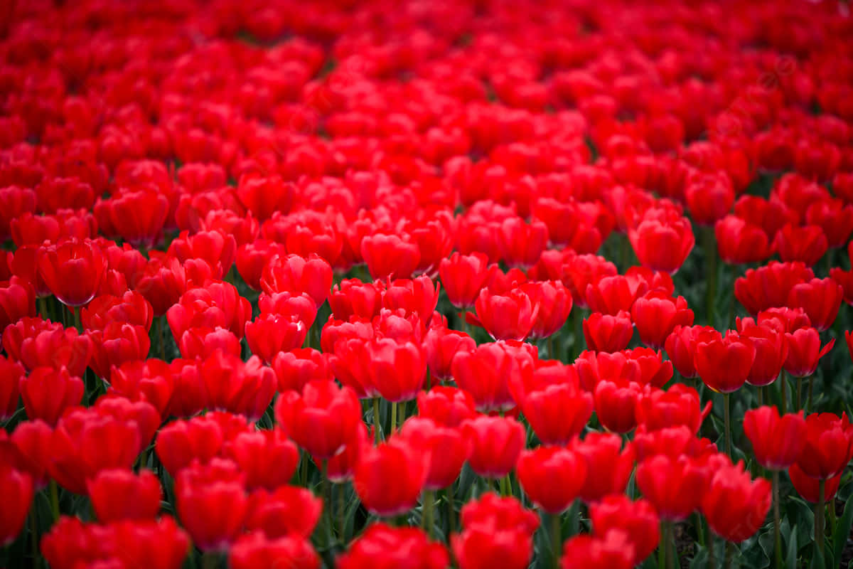 red tulips, vast field, soft focus, SD Desktop Wallpaper