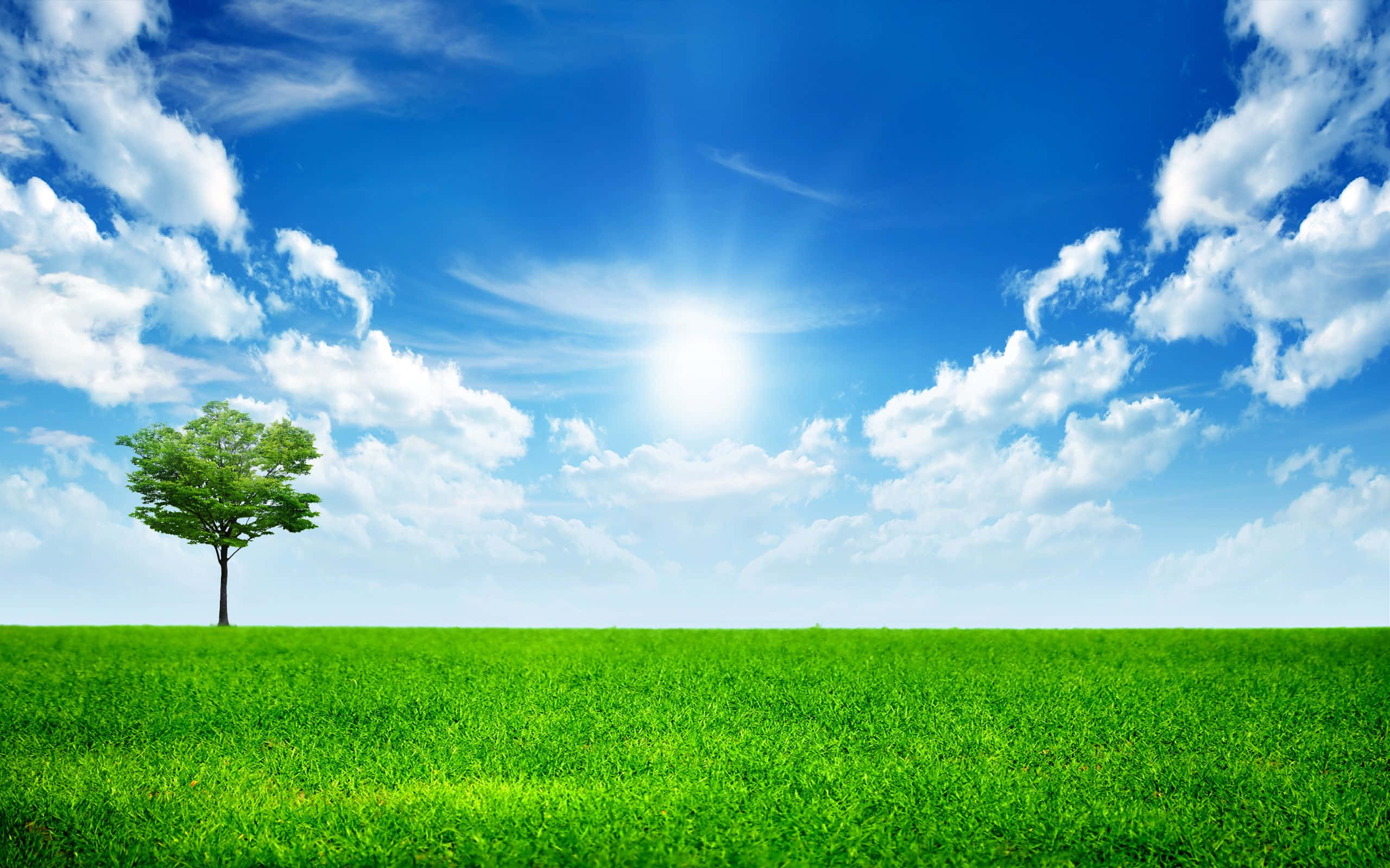 spring meadow, green tree, bright blue sky, 2K Desktop Wallpaper