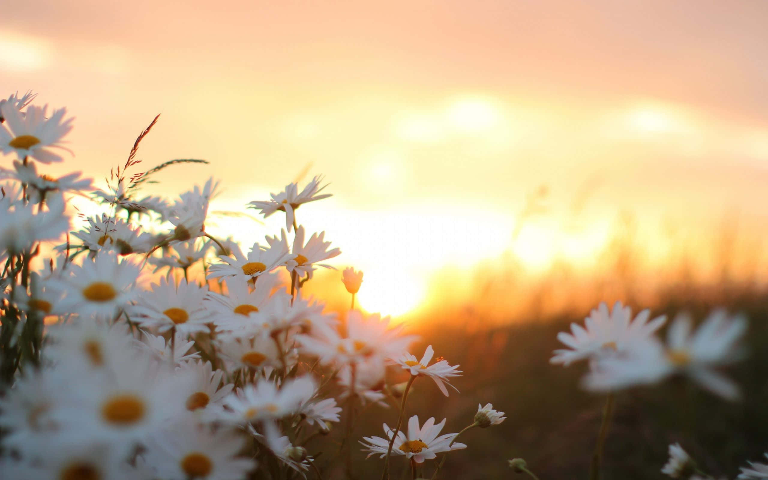 sunrise desktop, white daisies, yellow centers, 2K Desktop Wallpaper