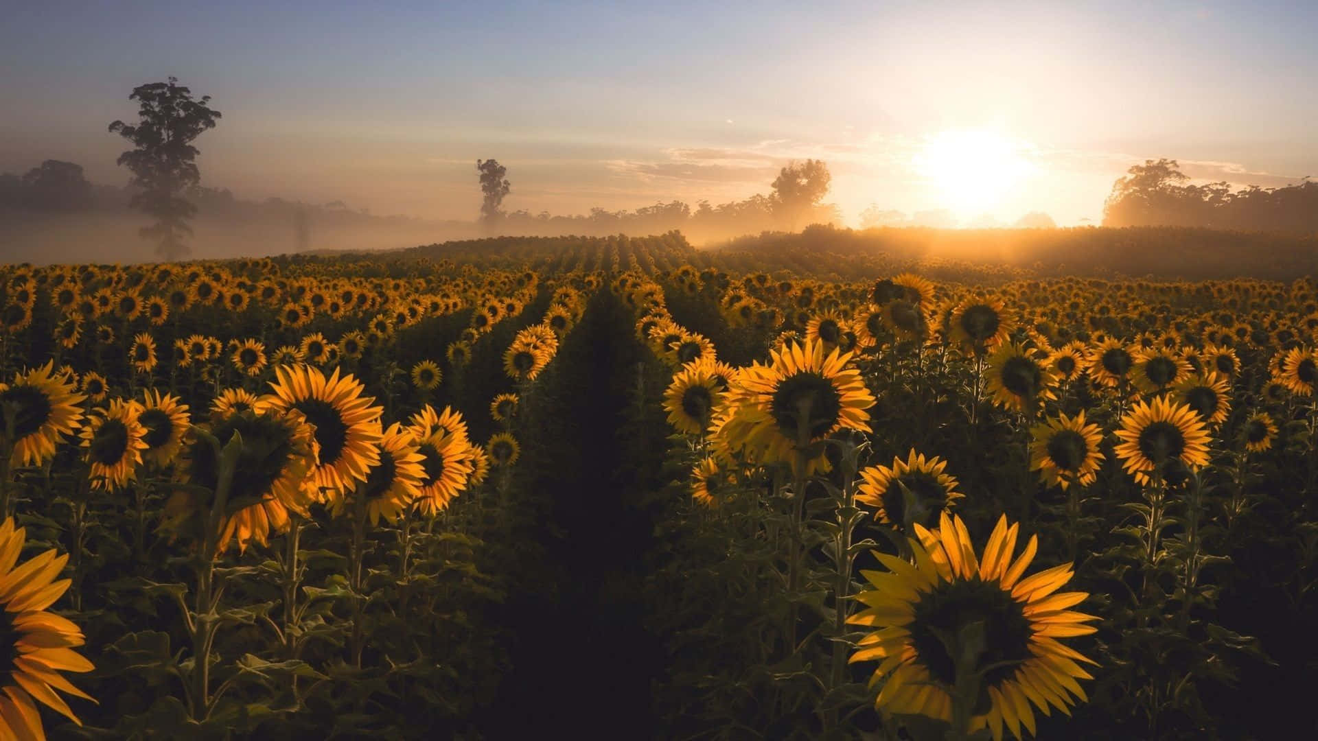 sunflowers, glowing sunrise, golden light, Full HD Desktop Wallpaper