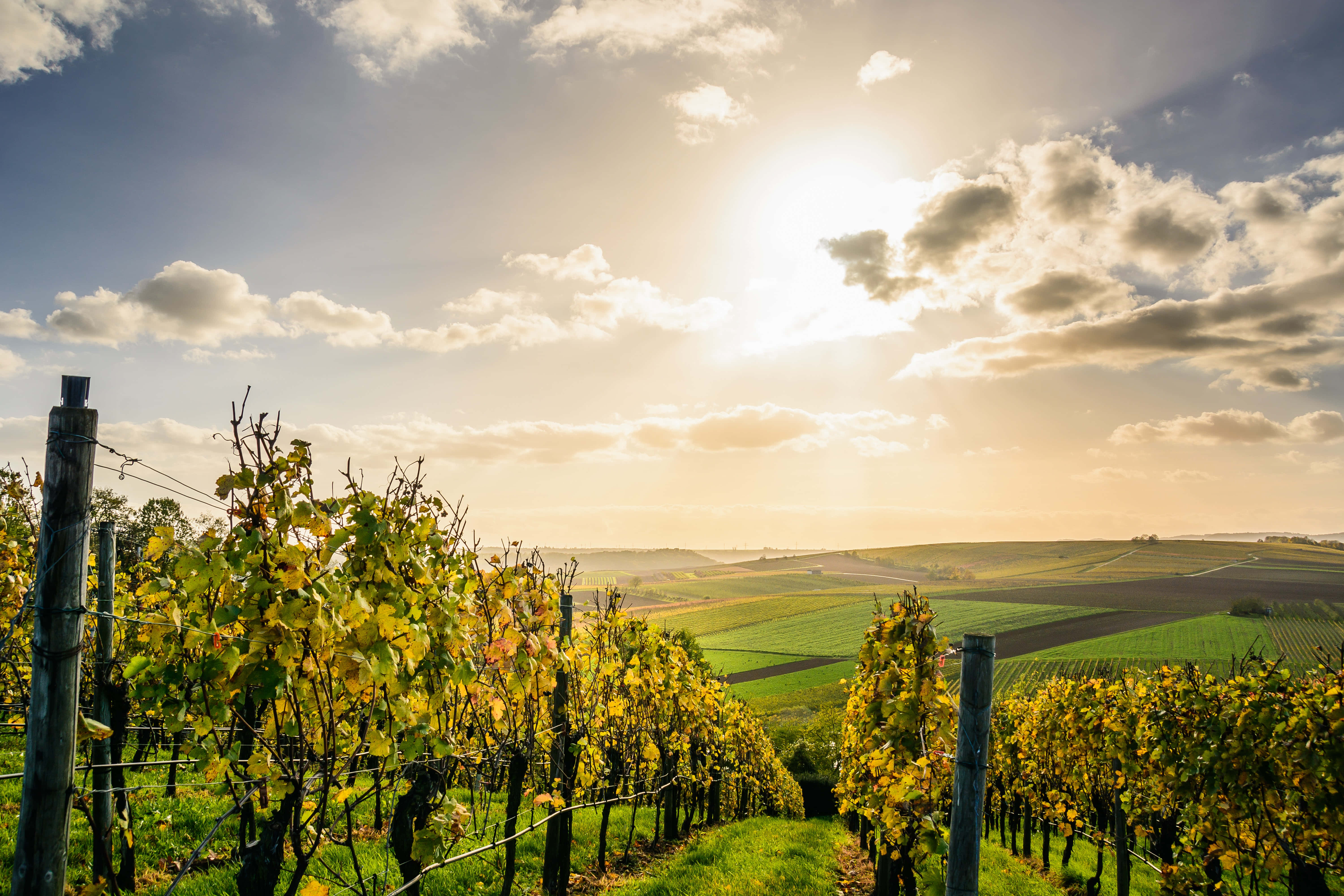 golden grapevines, rolling hills, bright sun, 5K Desktop Wallpaper