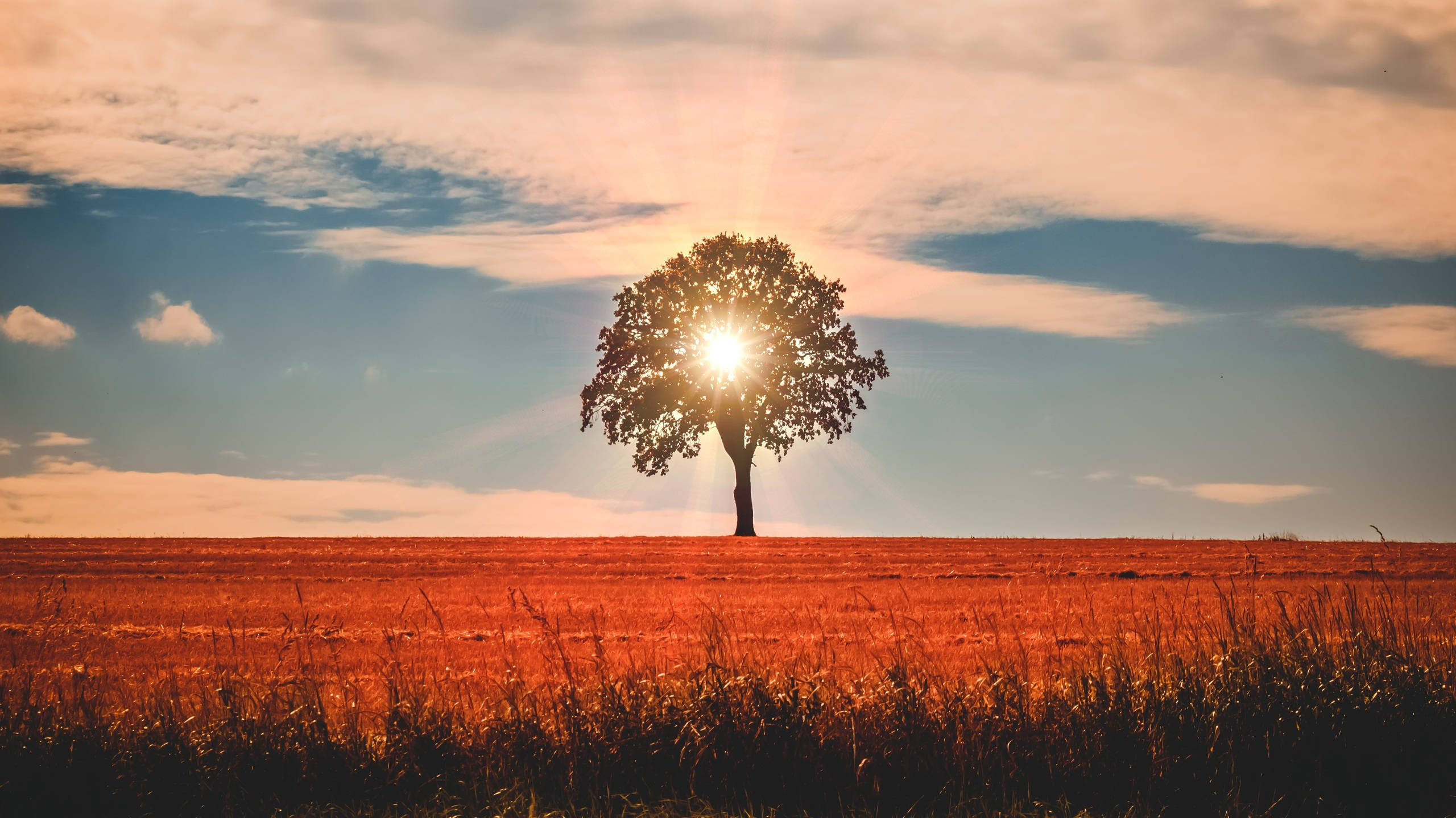 2560x1440, fall tree, sunrise, 2K Desktop Wallpaper