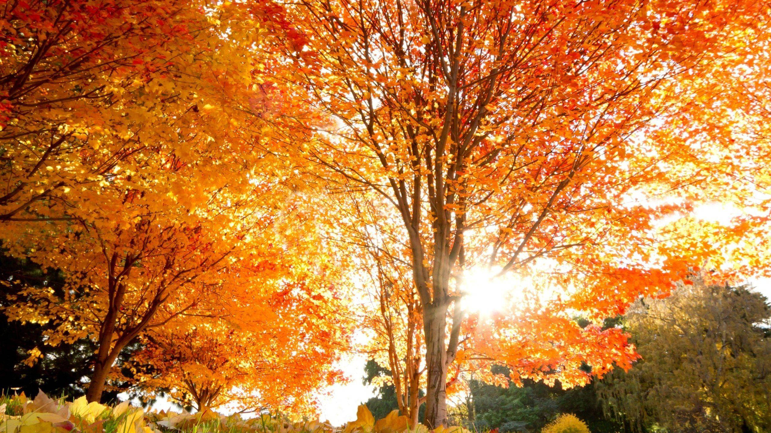 2560x1440, fall orange maple trees, vibrant orange, 2K Desktop Wallpaper