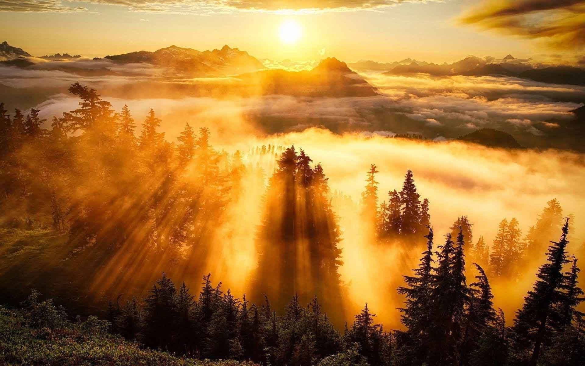 pine forest, sunrise, misty clouds, Full HD Desktop Wallpaper