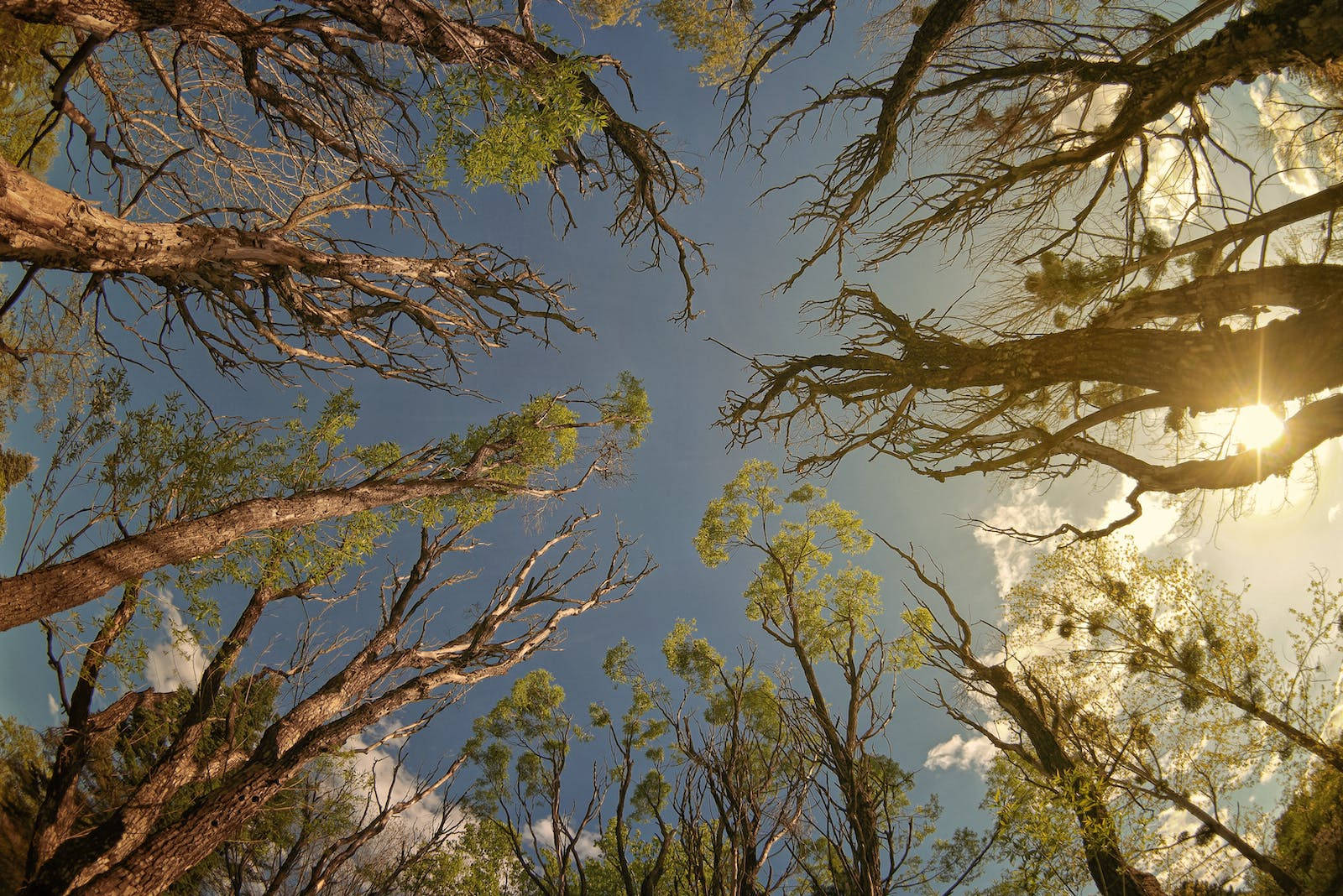 trees, sunrise, nature, HD Desktop Wallpaper