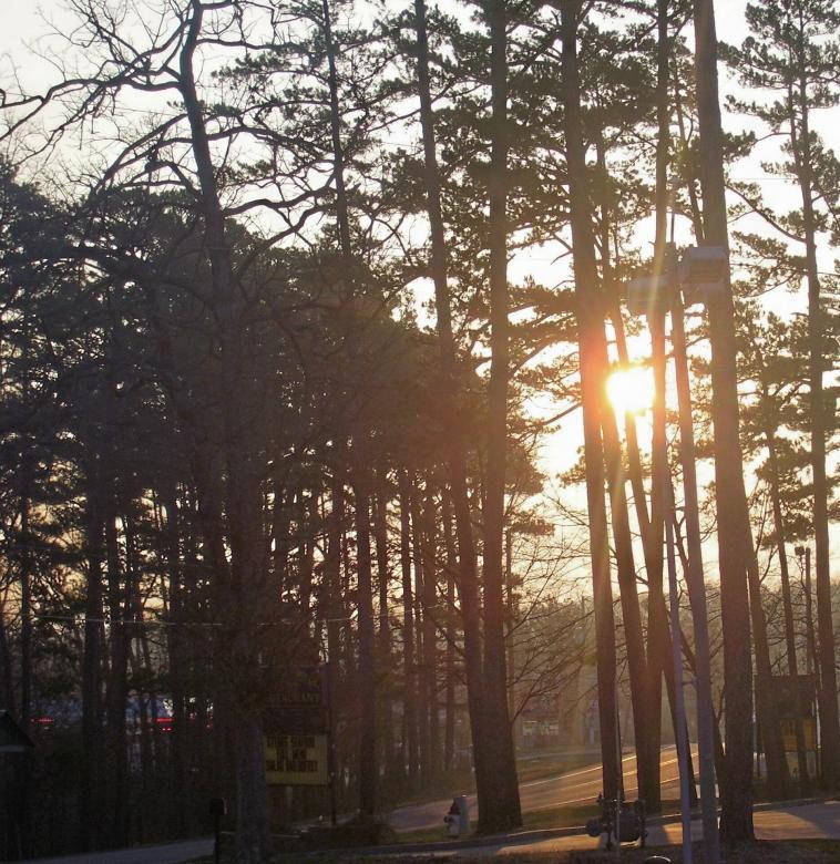 Sunset, tall pine trees, quiet roadside path, SD Phone Wallpaper