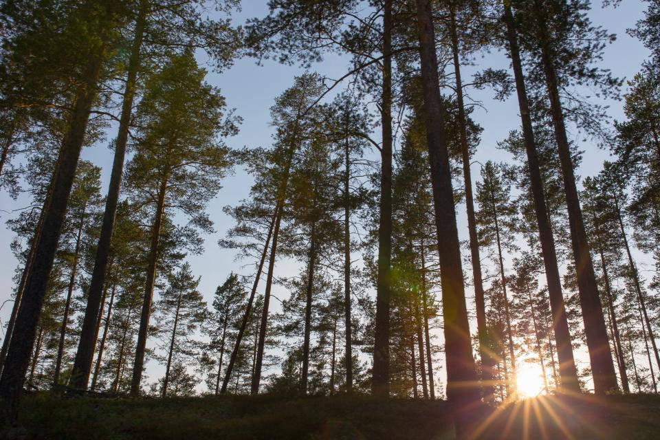 sunrise nature, towering pine trees, serene forest, SD Desktop Wallpaper