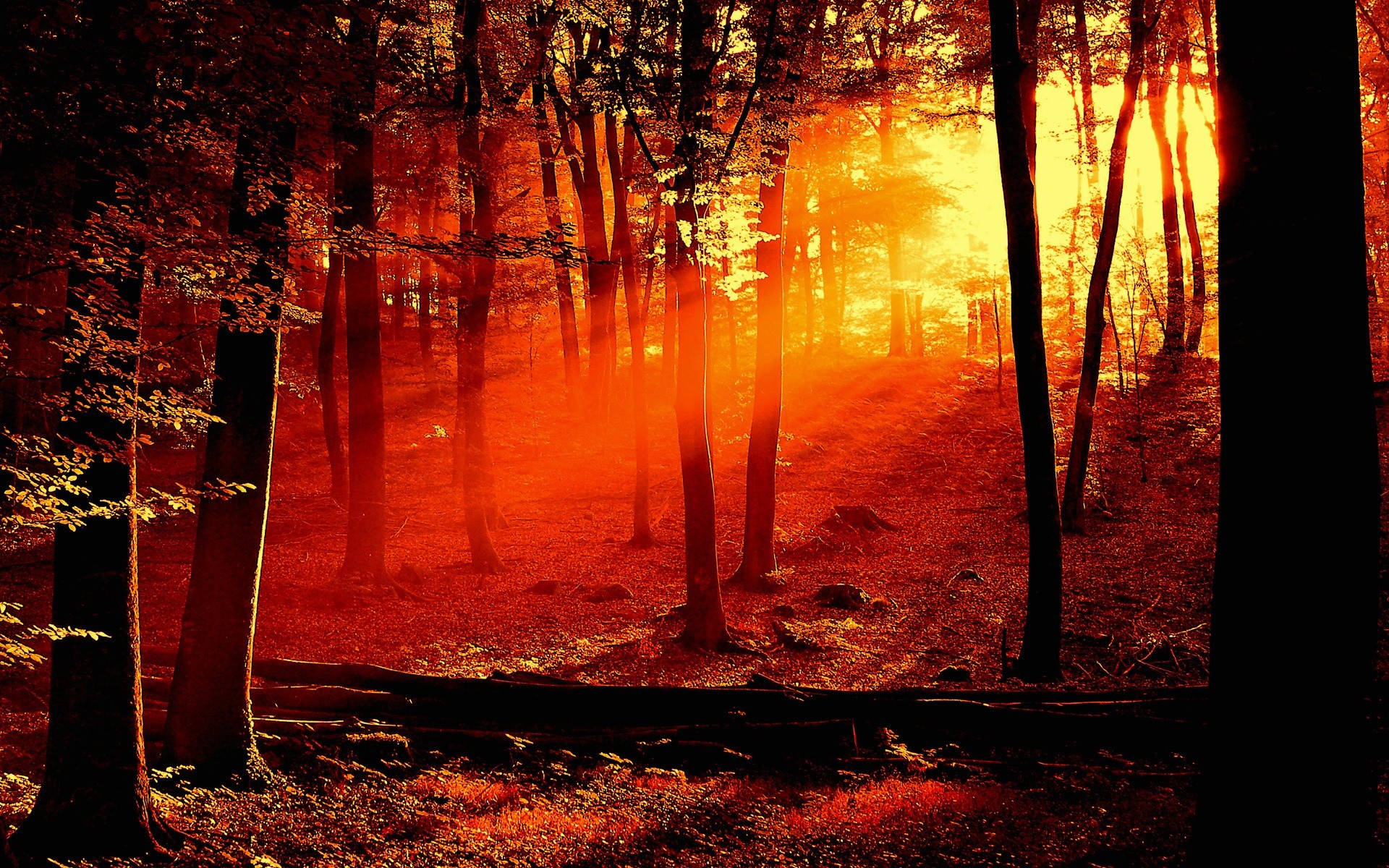 sunrise nature, forest, golden rays, Full HD Desktop Wallpaper