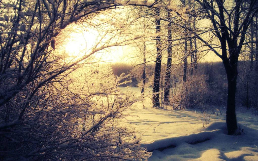 snowy sunrise, bare branches, winter forest path, SD Desktop Wallpaper