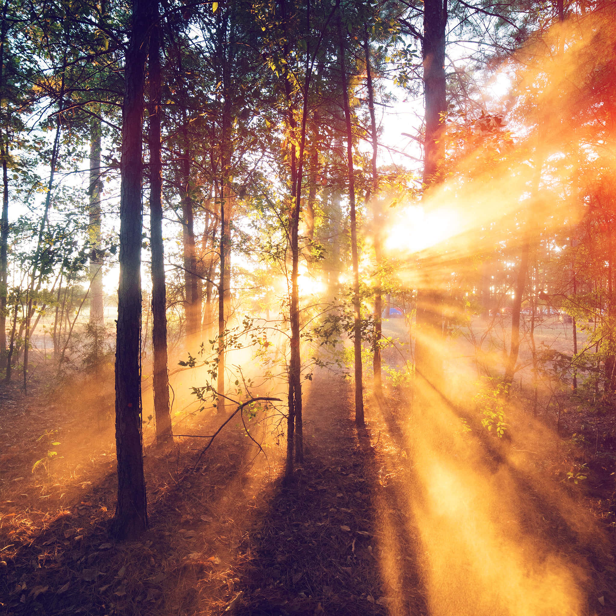 Morning Sunrise, sunbeam, golden sunlight, Full HD Desktop Wallpaper