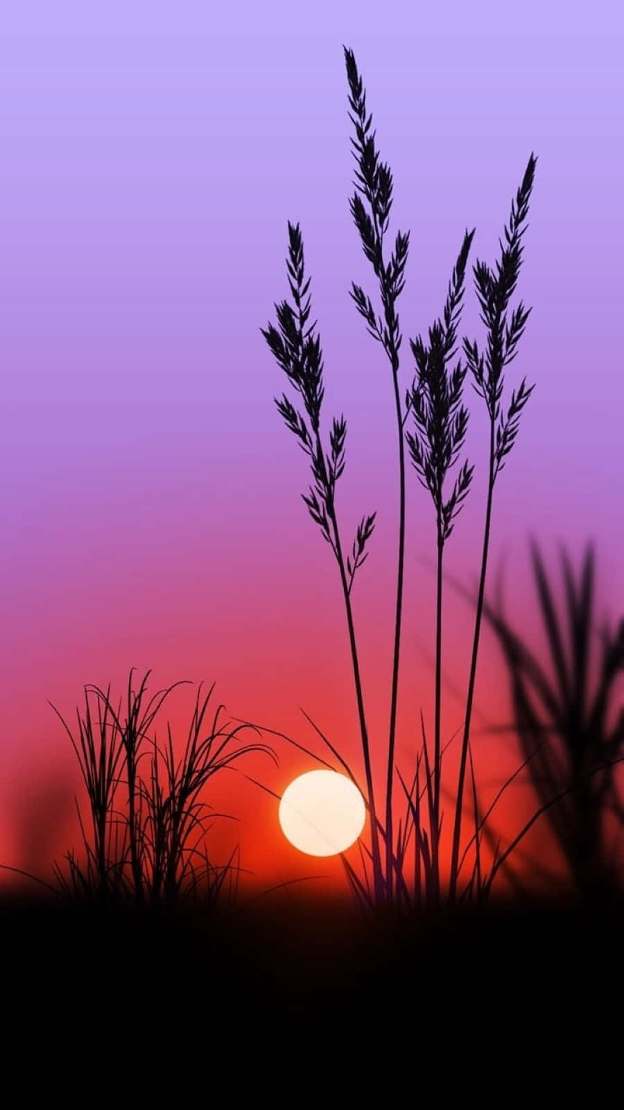 Sunset, purple and red sky, glowing sun, HD Phone Wallpaper