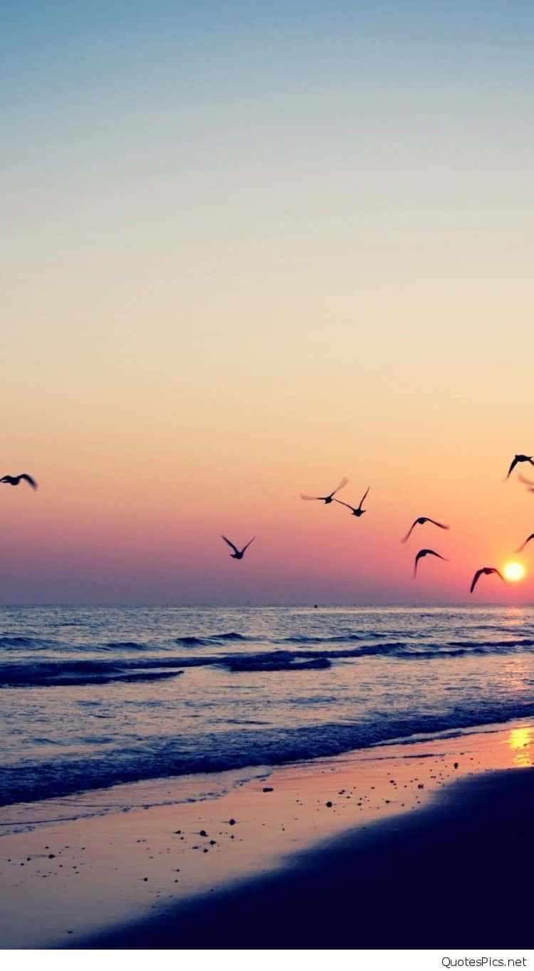 Sunset Beach iPhone, sunset beach, silhouetted birds, HD Phone Wallpaper