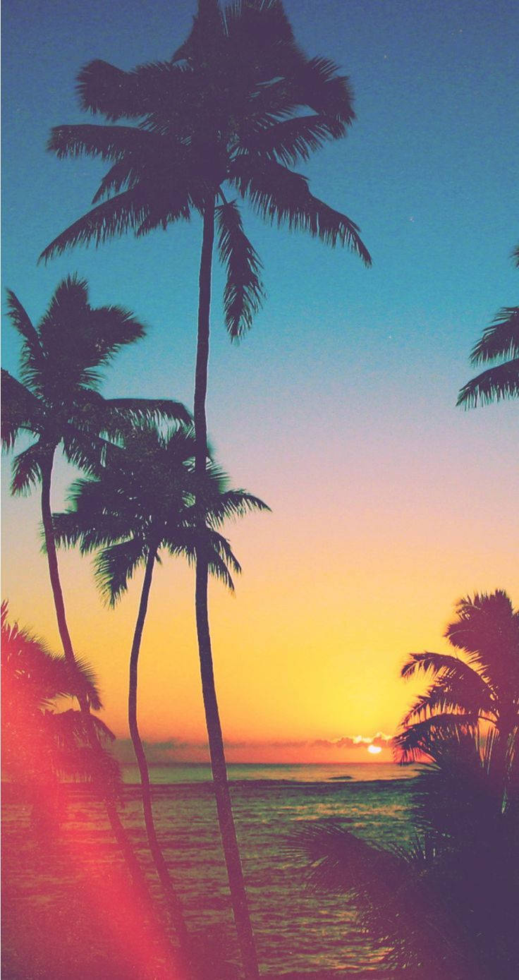 Sunset, palm trees, ocean waters, HD Phone Wallpaper