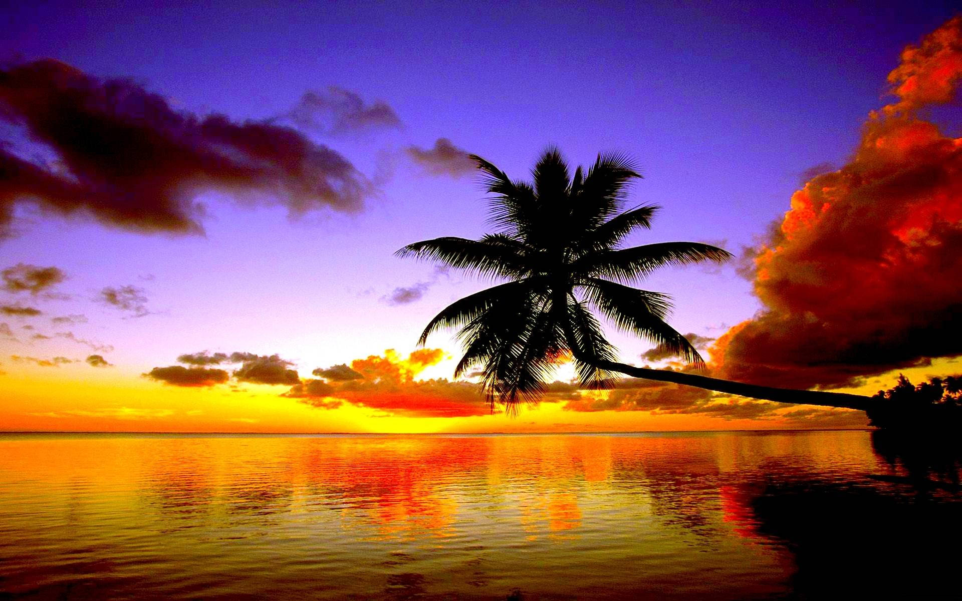 Sunset Beach, palm tree, vibrant sunset sky, Full HD Desktop Wallpaper