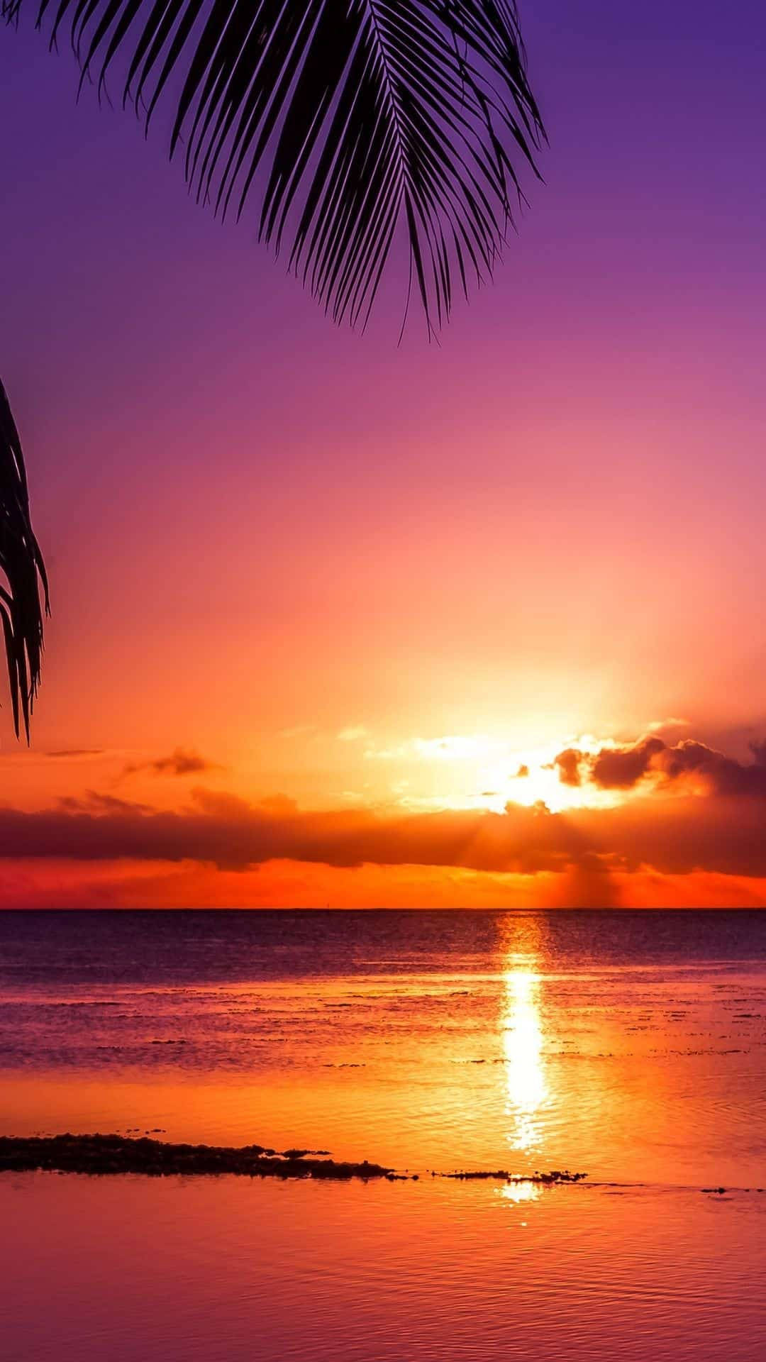 Sunset Ocean Tropics, tropical sunset, palm fronds, Full HD Phone Wallpaper
