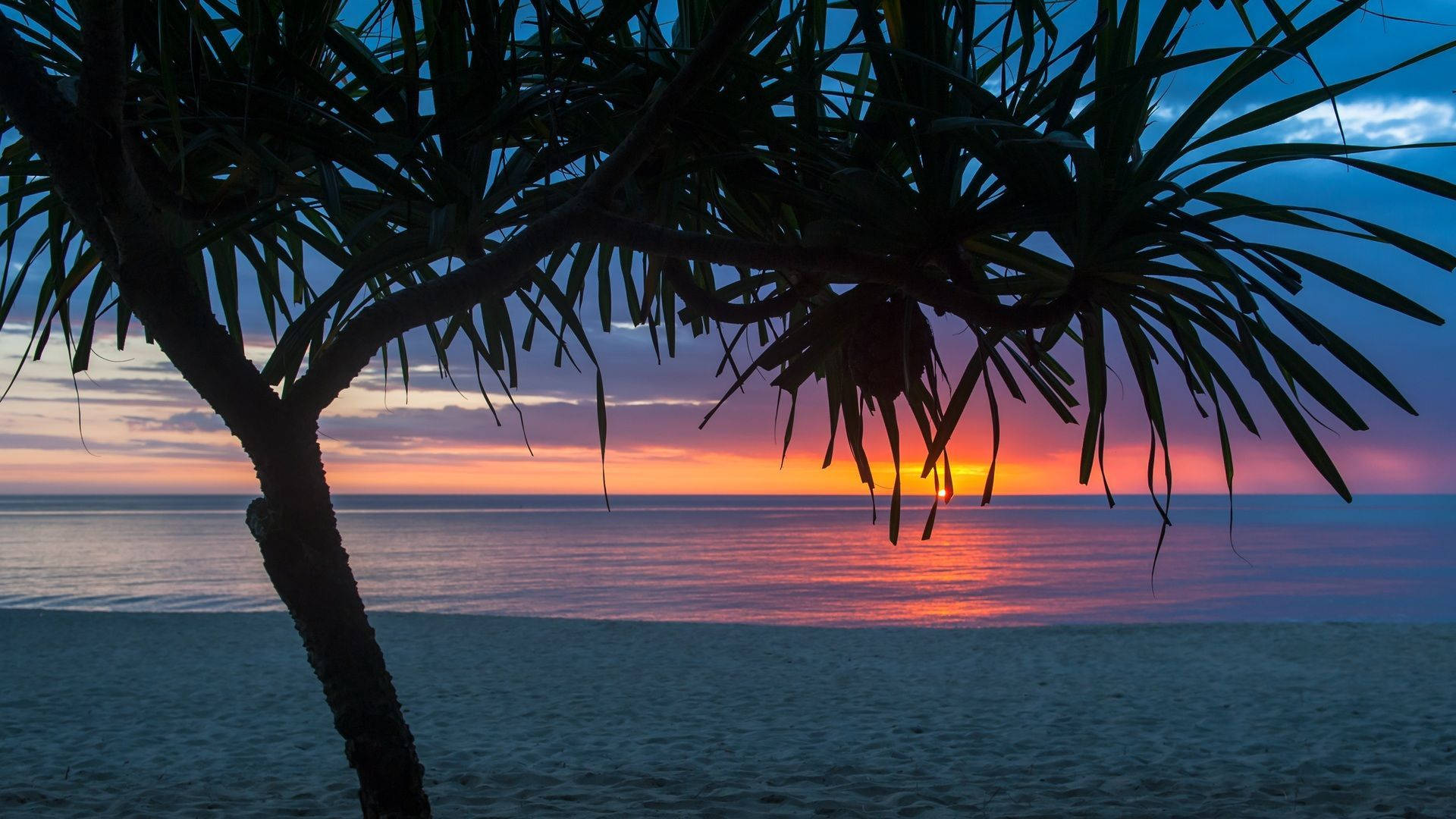tropical tree, vibrant sunset, calm ocean waters, Full HD Desktop Wallpaper