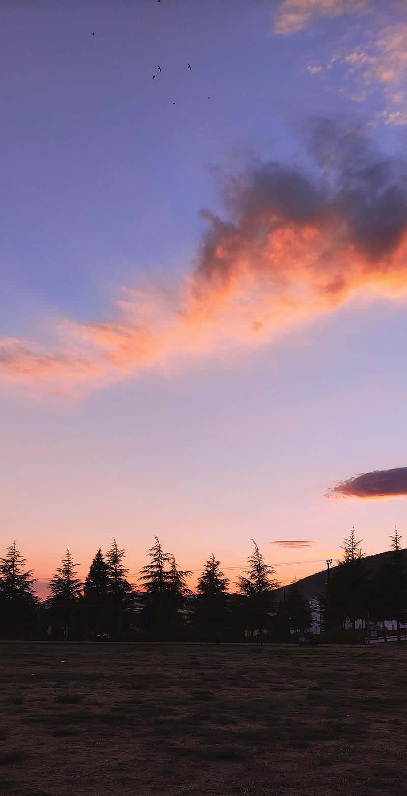 Sunset Cloud, pine trees, orange, HD Phone Wallpaper