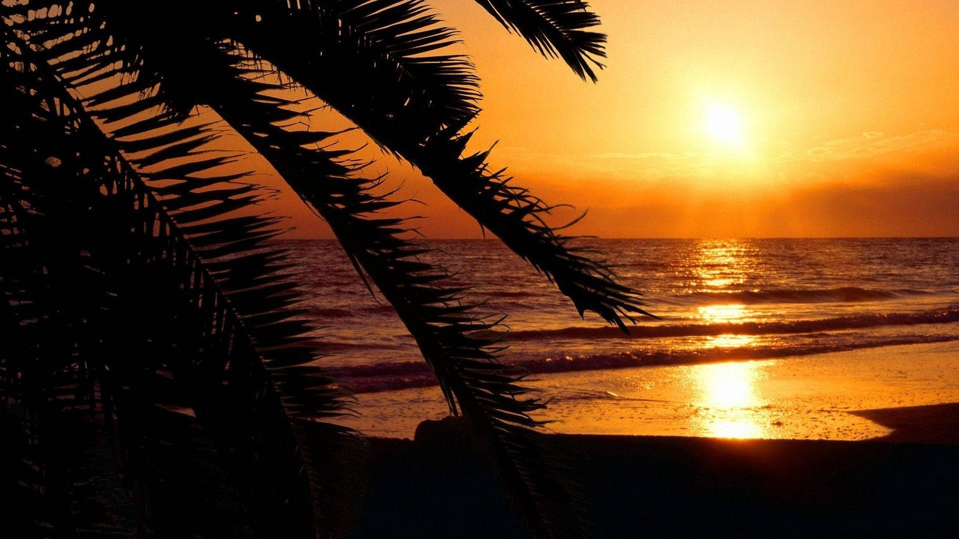 palm leaves silhouette, golden sunset, calm ocean waves, Full HD Desktop Wallpaper