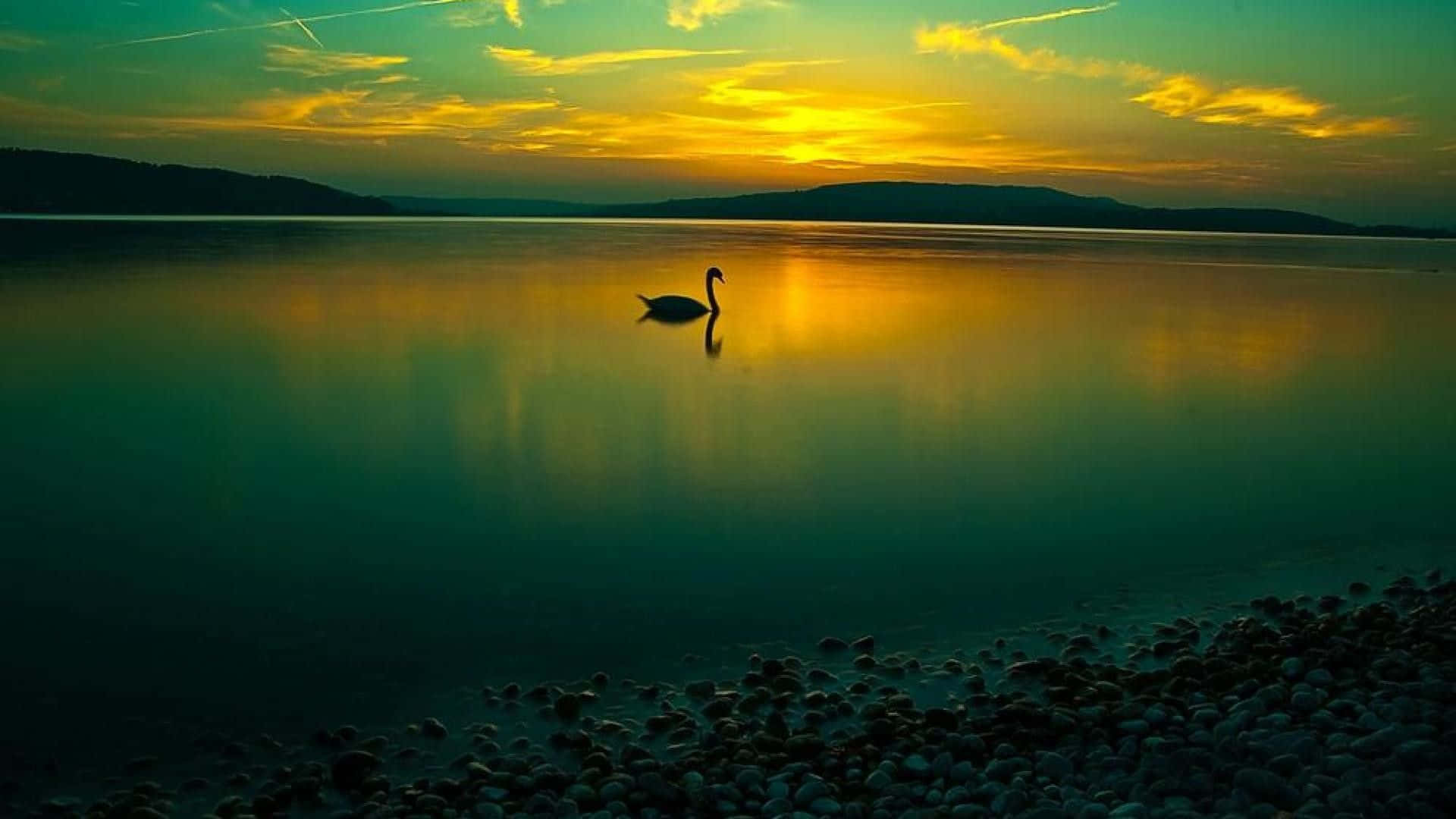 swan, lake, sunset, Full HD Desktop Wallpaper