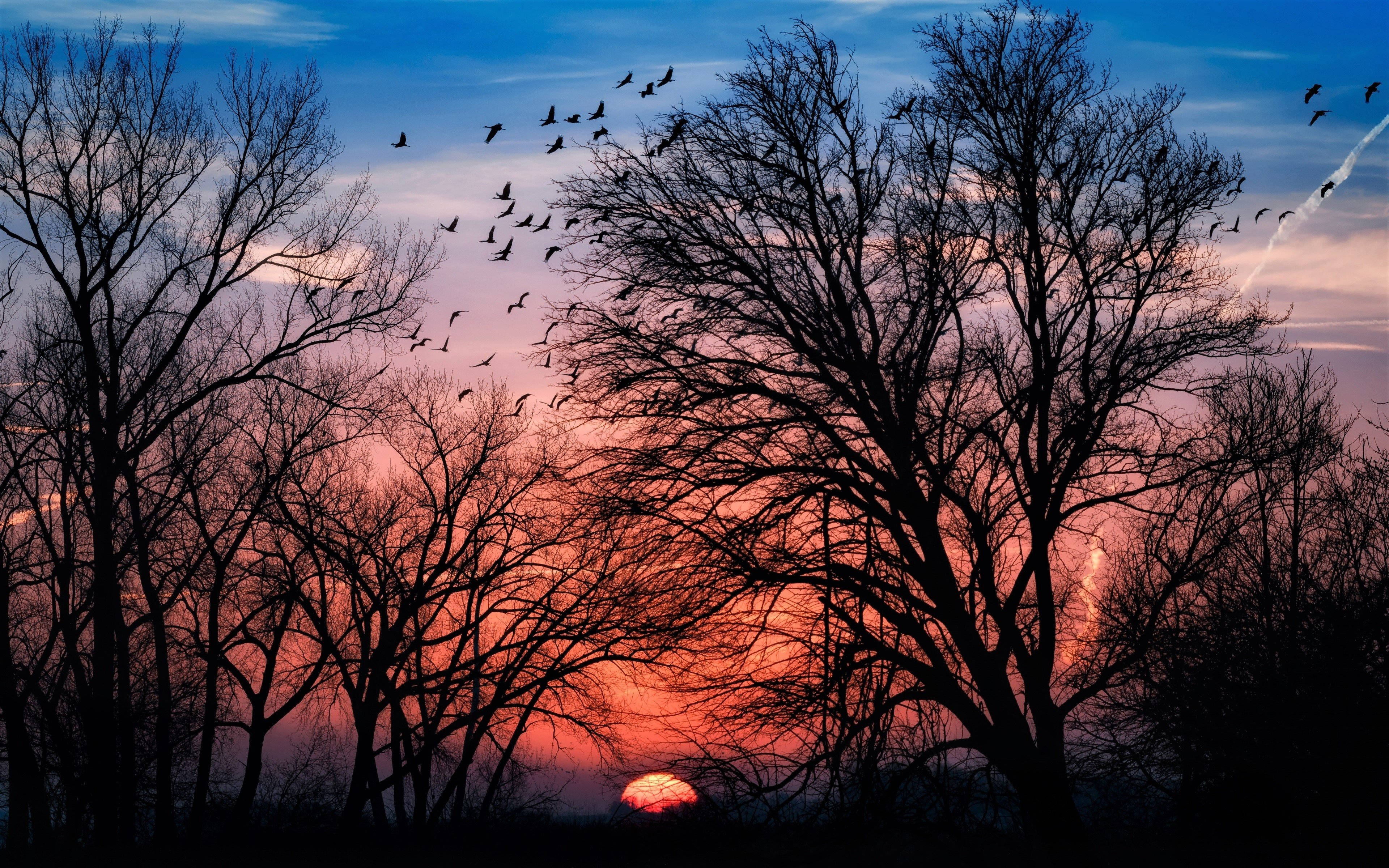 birds, sunset, orange and blue sky, 4K Desktop Wallpaper