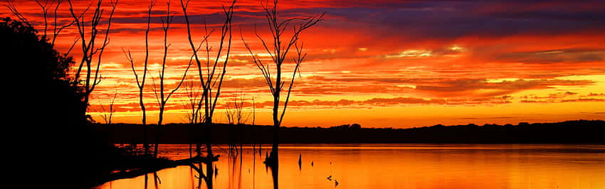 Panoramic Desktop, fiery orange and red sunset sky, silhouetted dead trees, SD Desktop Wallpaper