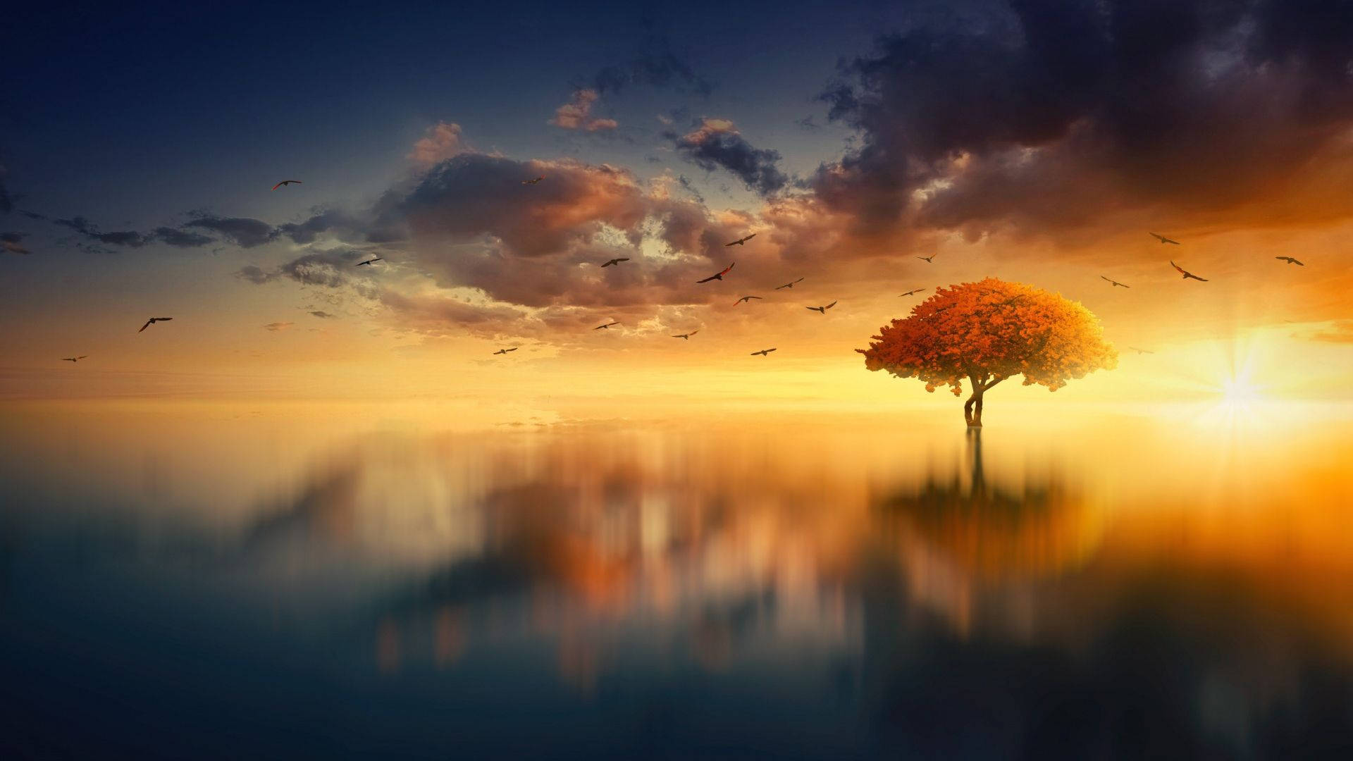 autumn tree, calm water, dramatic sunset sky, Full HD Desktop Wallpaper