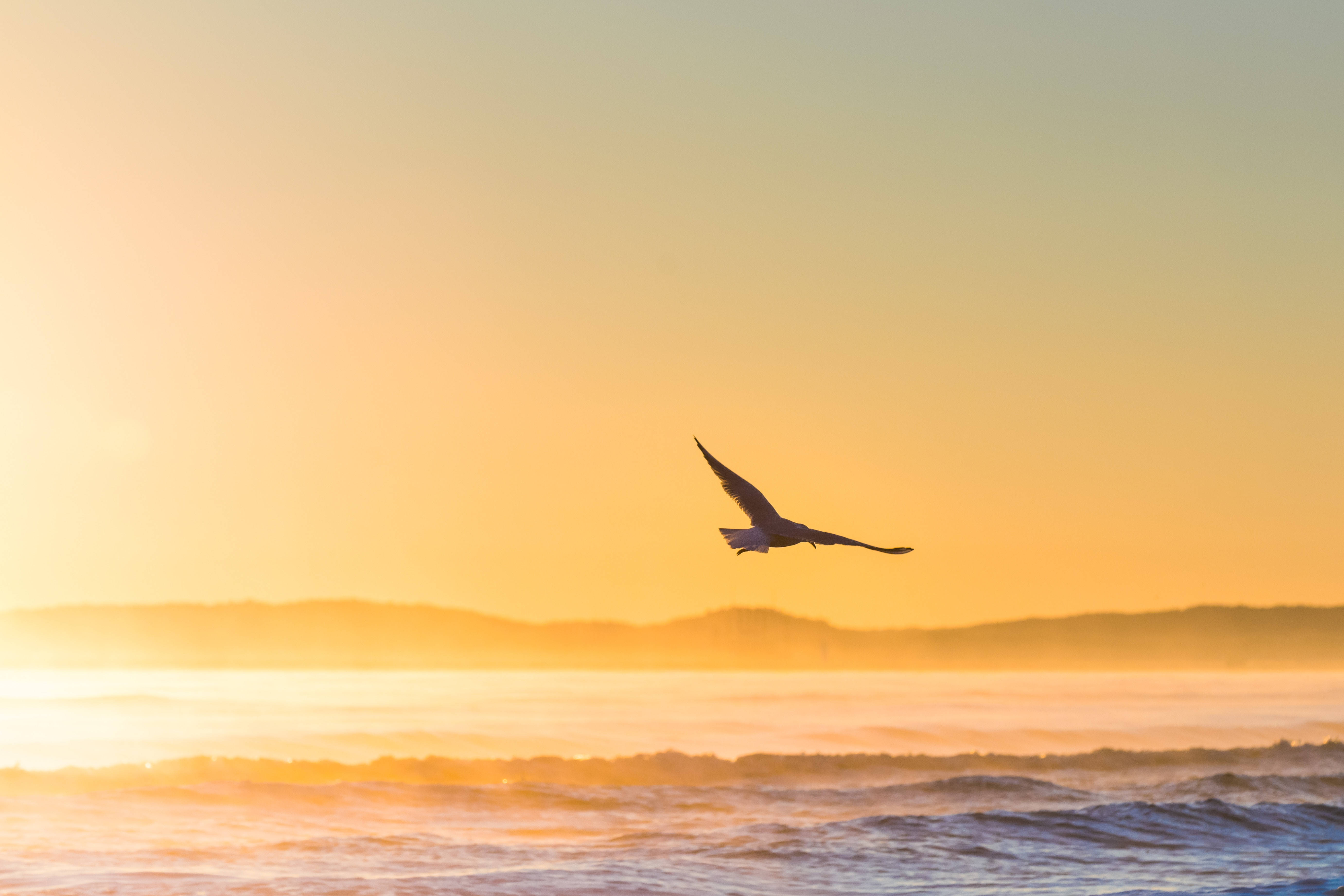 tumblr sunset desktop, seagull, ocean, 5K Desktop Wallpaper