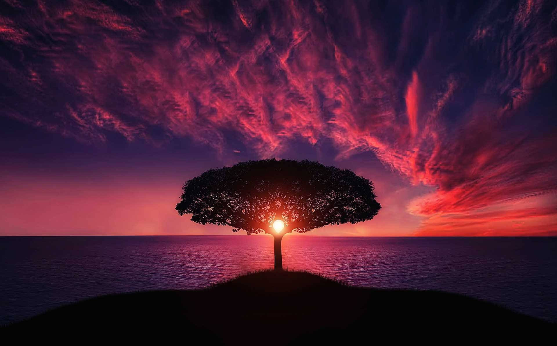 tree silhouette, vibrant red and purple sunset, calm ocean waters, Full HD Desktop Wallpaper