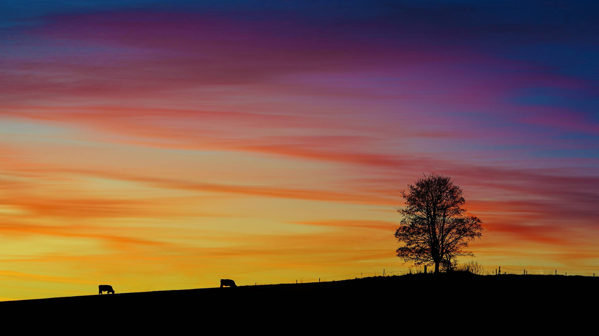 sunset, orange pink and purple hues, silhouetted cows, Full HD Desktop Wallpaper