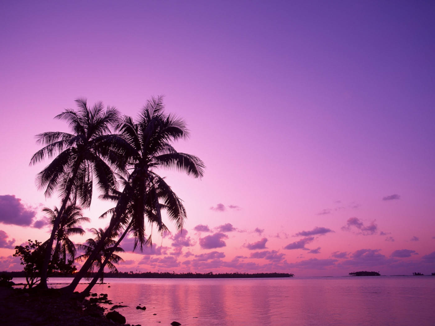 purple pink sunset, palm trees, vibrant purple and pink sunset, HD Desktop Wallpaper