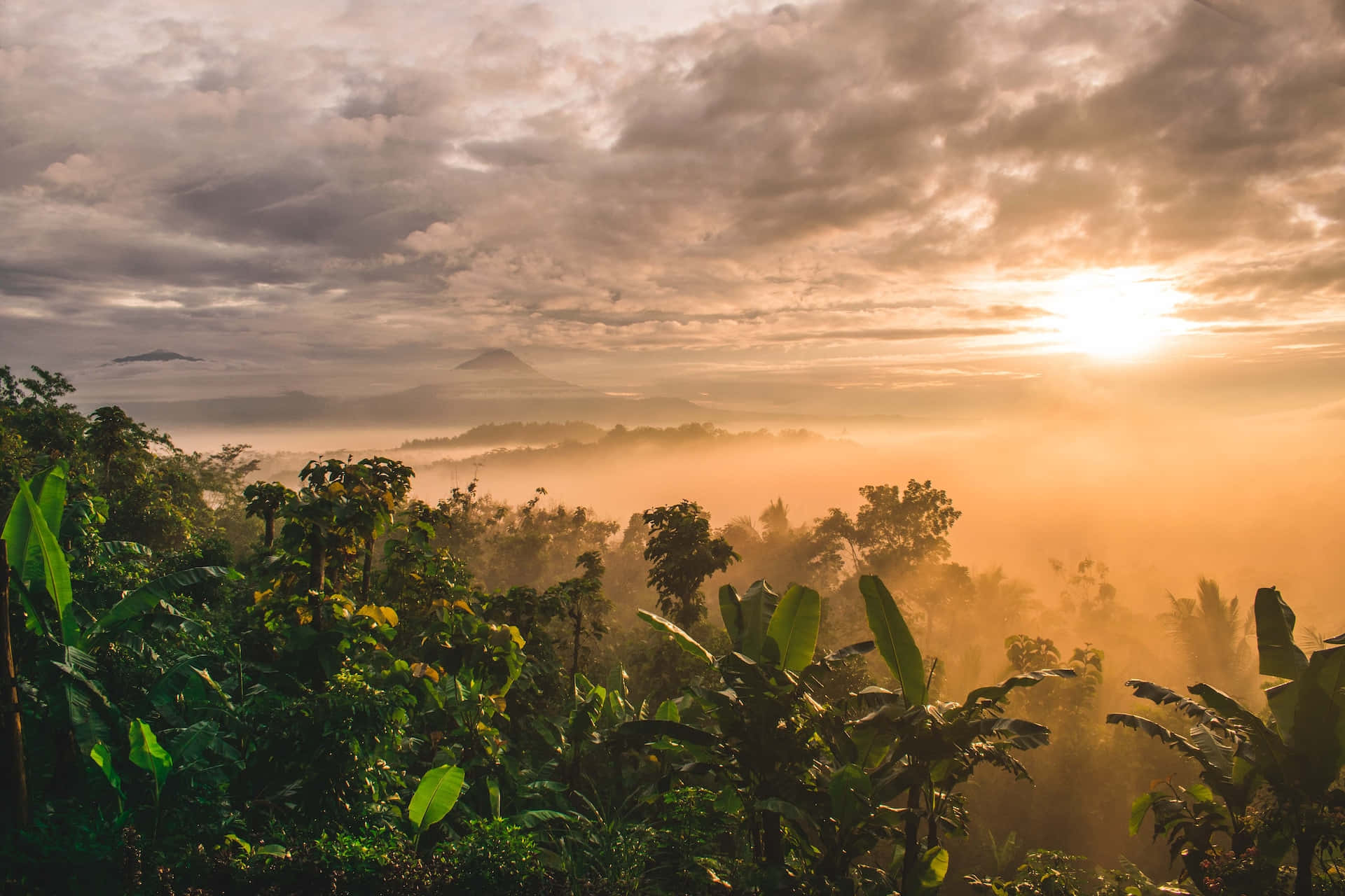 Sunset Hues, golden sunrise, misty jungle, Full HD Desktop Wallpaper