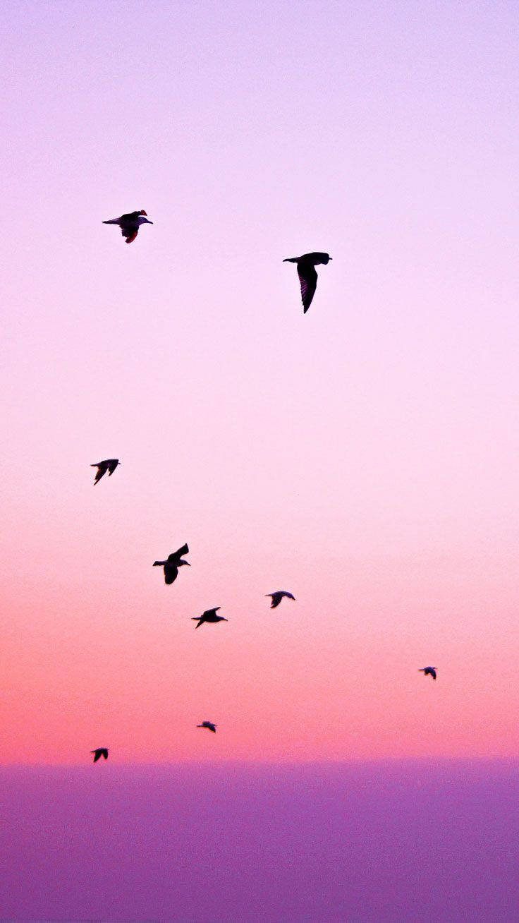 Sunset iPhone, birds, silhouetted, HD Phone Wallpaper