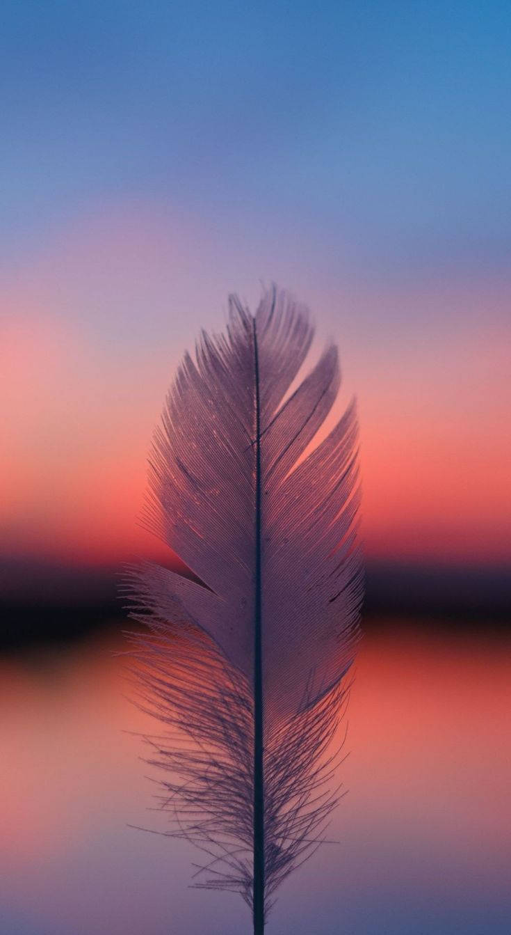 Sunset, iPhone, feather, HD Phone Wallpaper