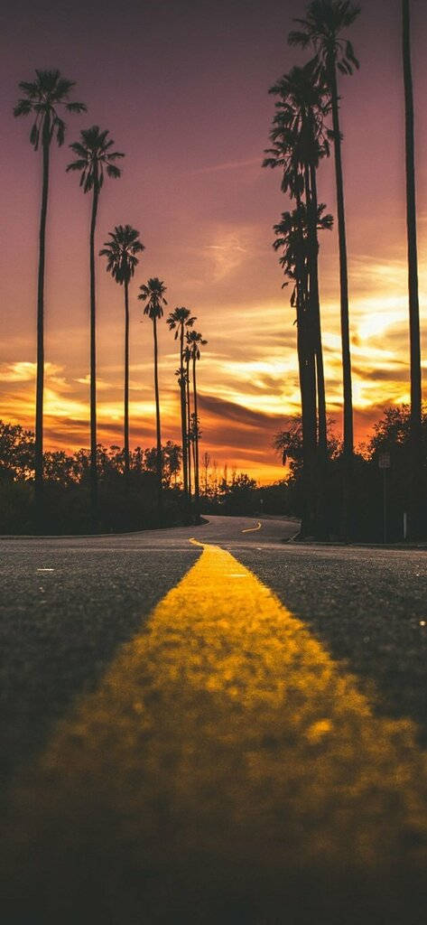 Sunset iPhone, winding road, palm trees, SD Phone Wallpaper
