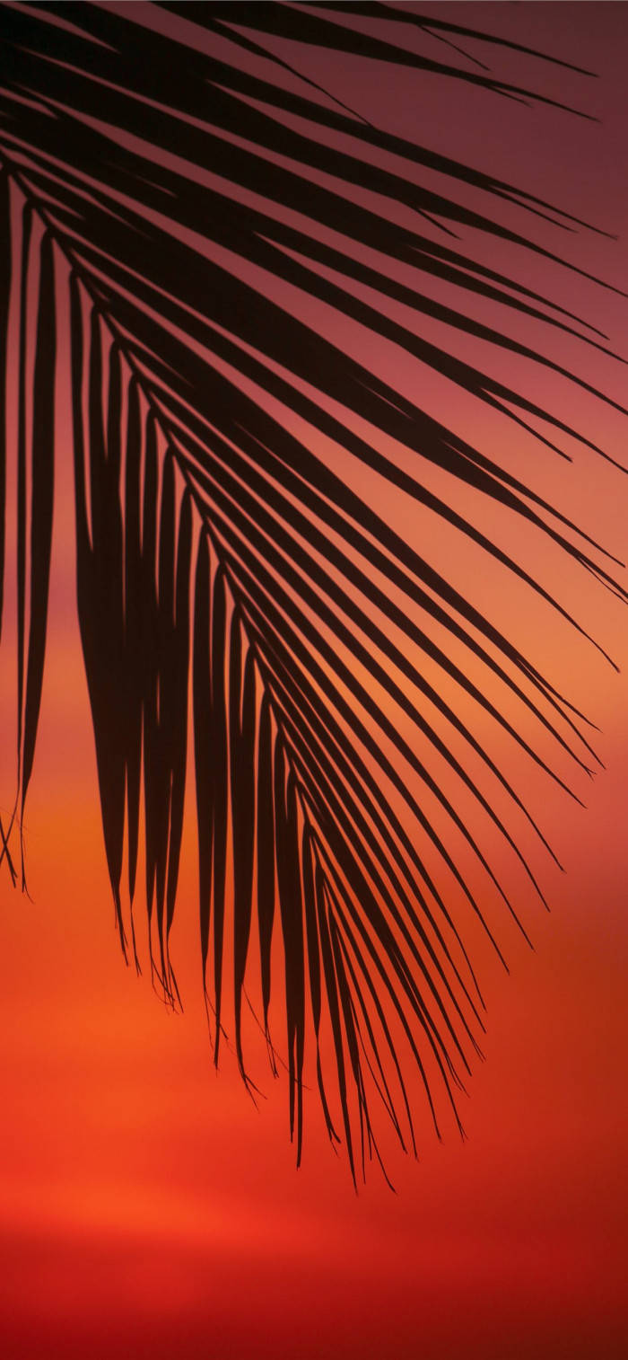 palm frond, fiery orange, purple sunset sky, HD Phone Wallpaper