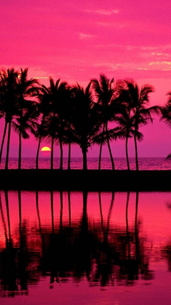 Sunset, iPhone, palm trees, SD Phone Wallpaper