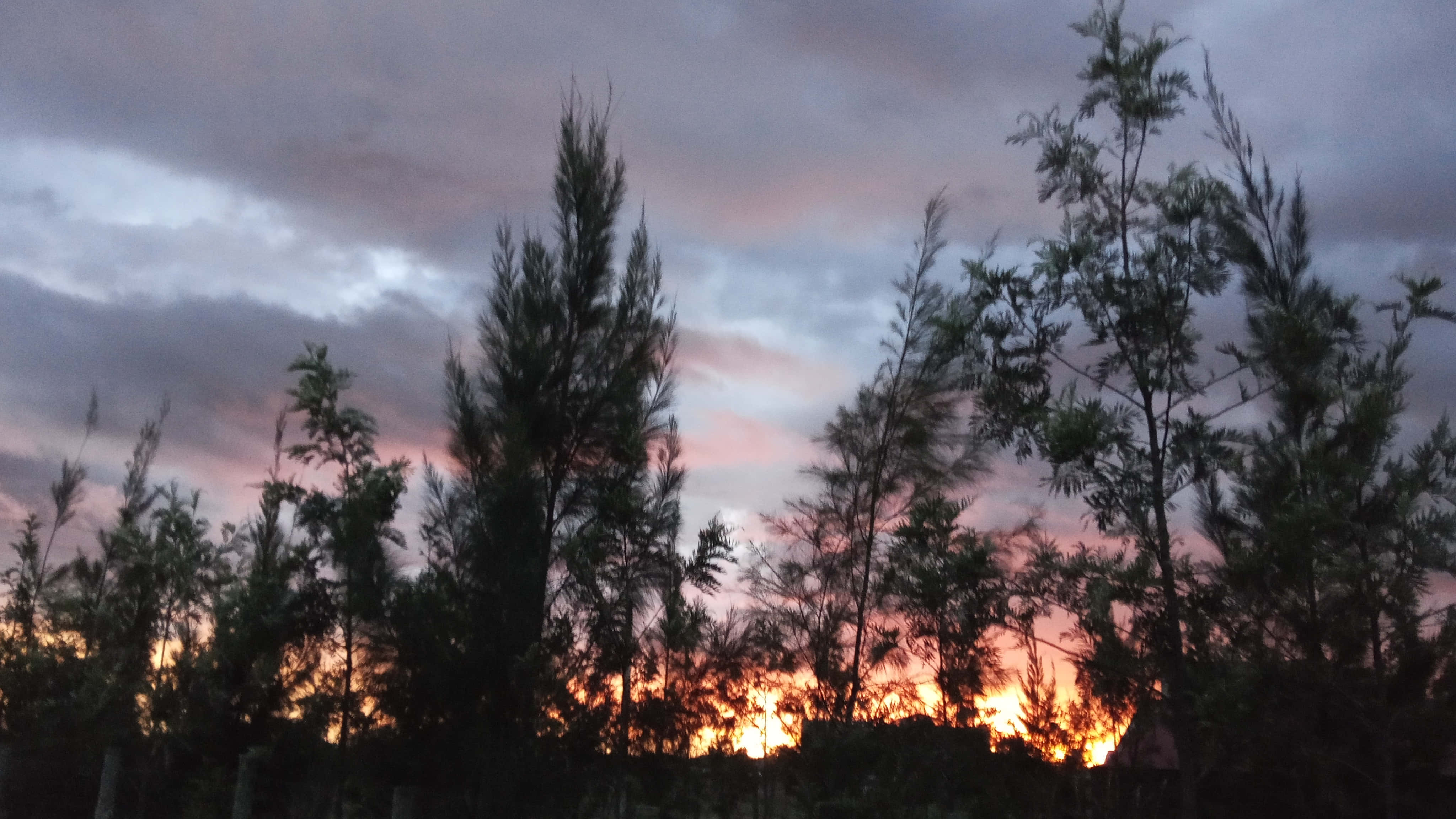 4k, aesthetic forest, sunset, 4K Desktop Wallpaper