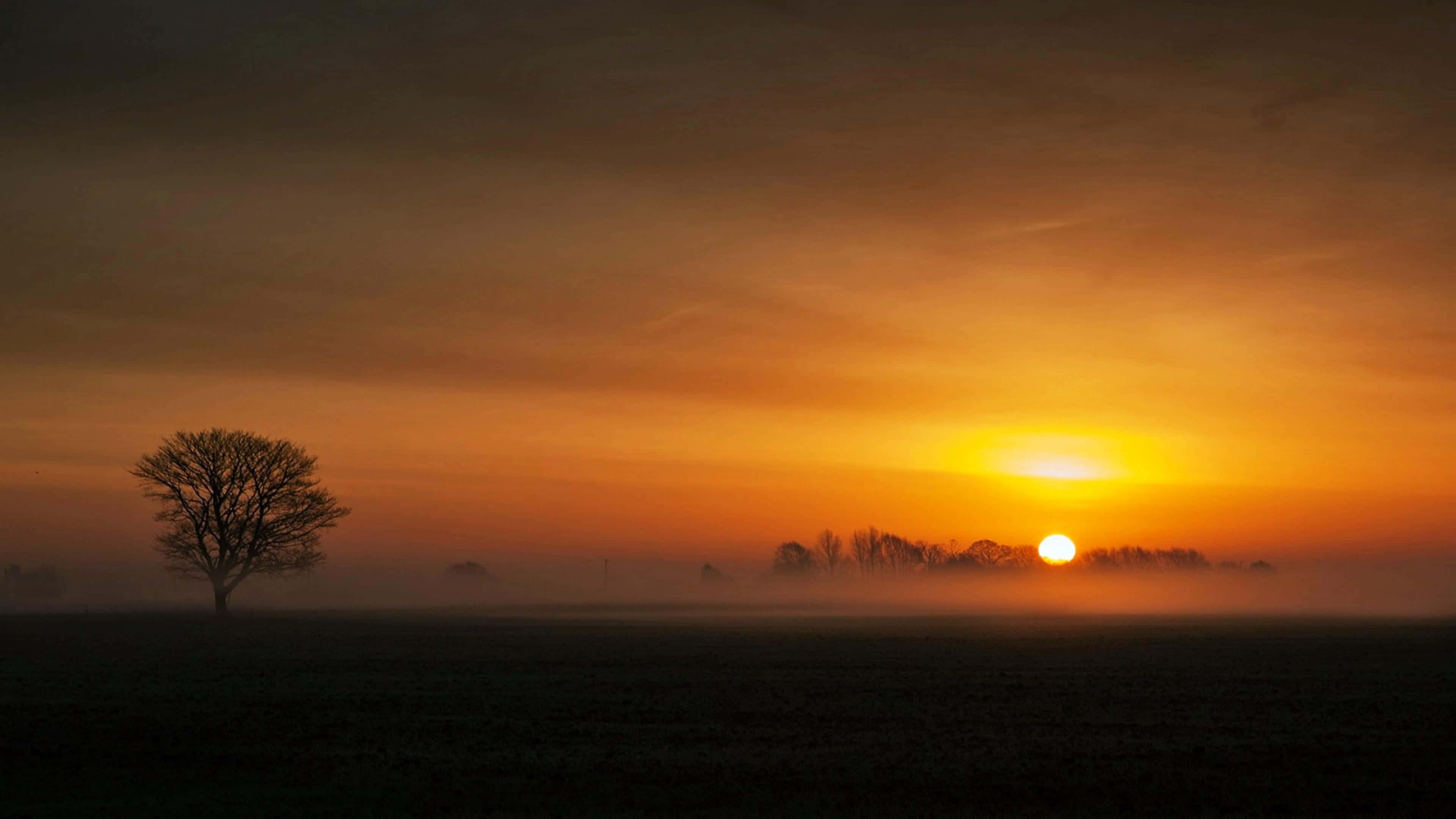 sunset landscape, bare tree, misty field, 4K Desktop Wallpaper