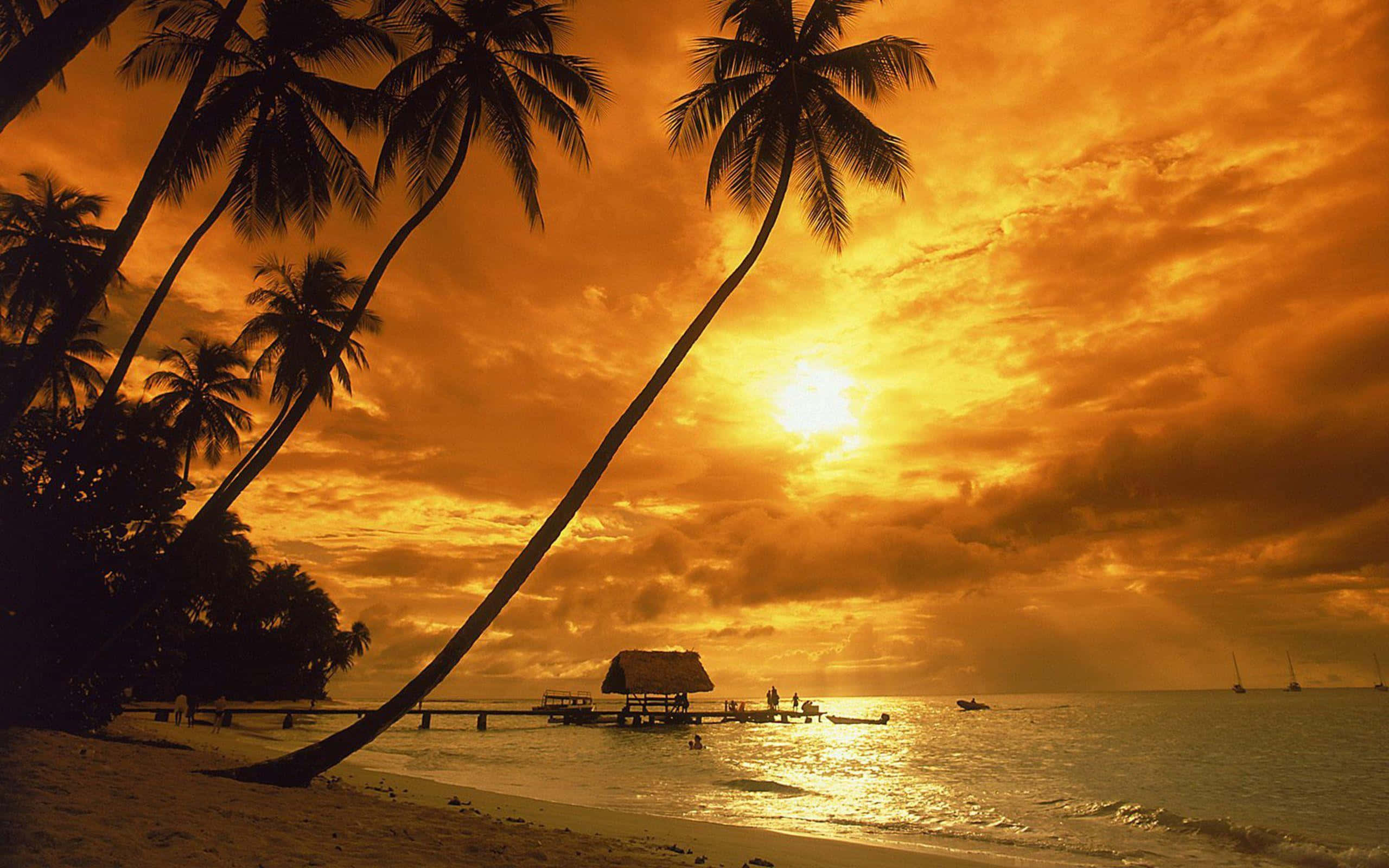sunset landscape, golden sunset, palm trees, 2K Desktop Wallpaper