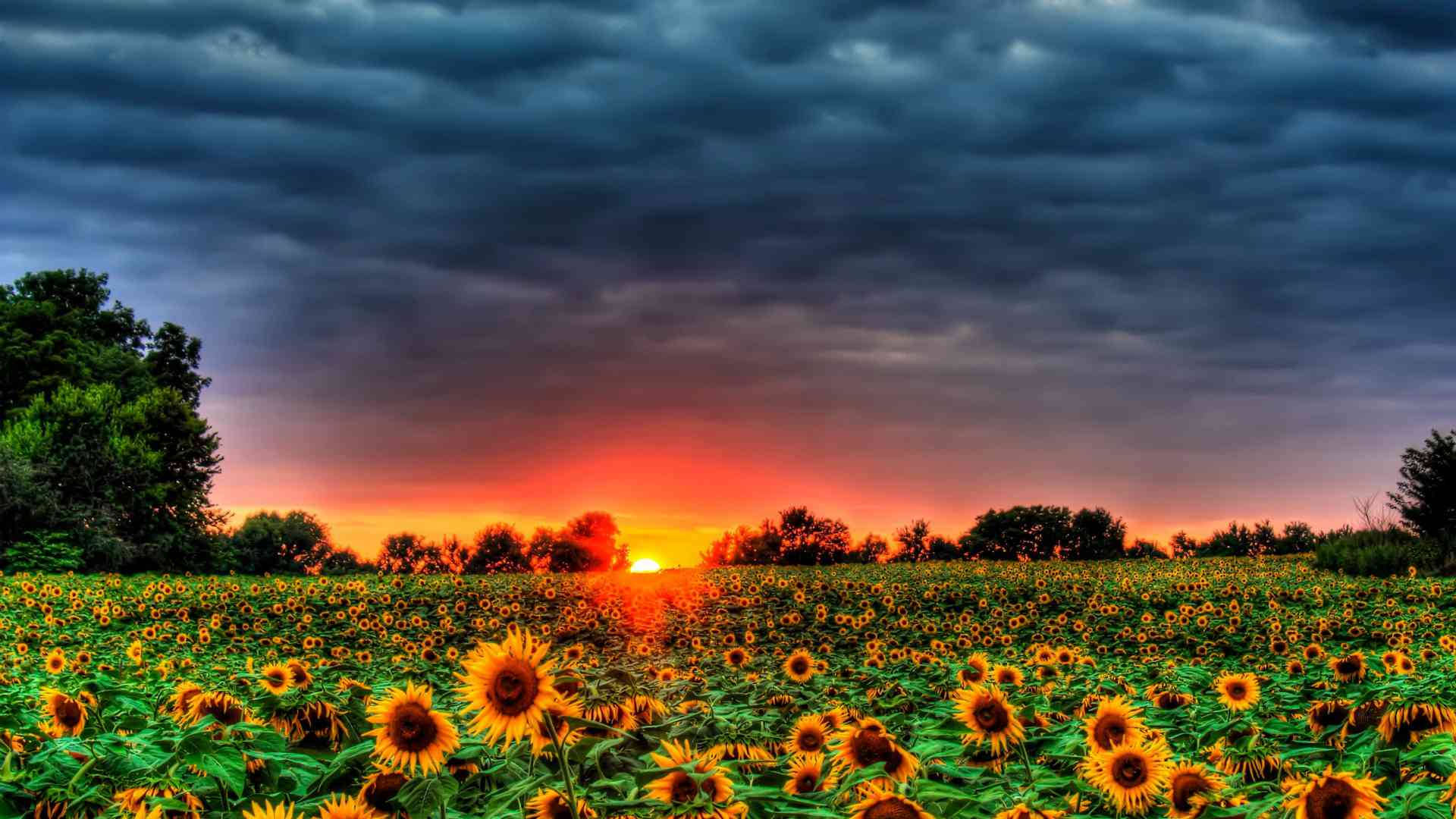 sunflower field, fiery sunset glow, dramatic stormy sky, Full HD Desktop Wallpaper