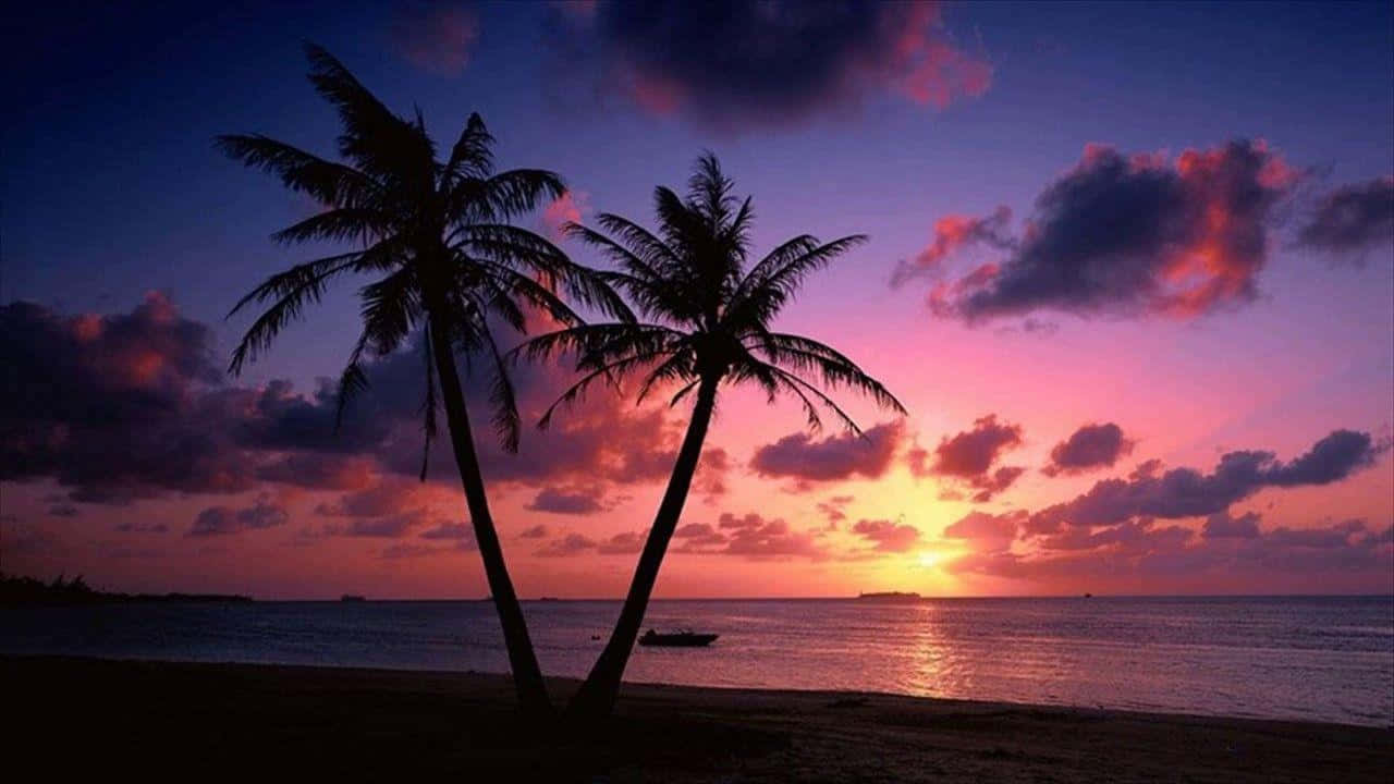 sunset landscape, palm trees, vibrant pink purple sunset, HD Desktop Wallpaper