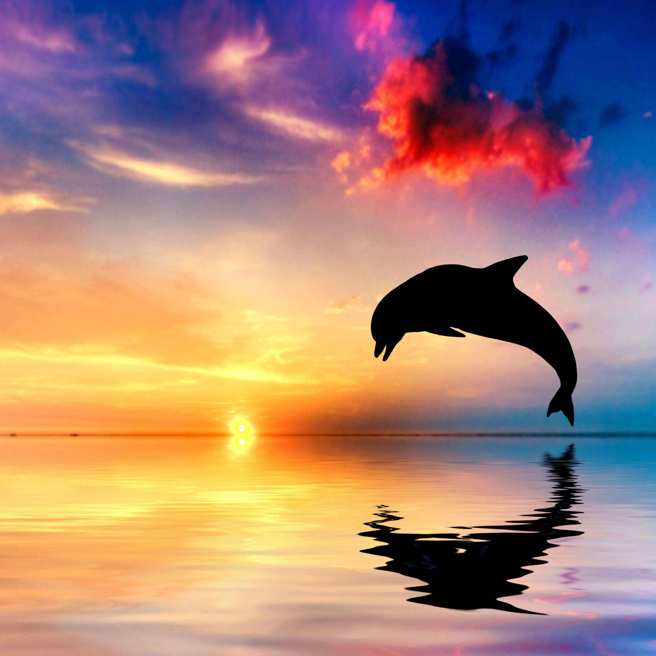 dolphin, sunset, ocean, 2K Desktop Wallpaper