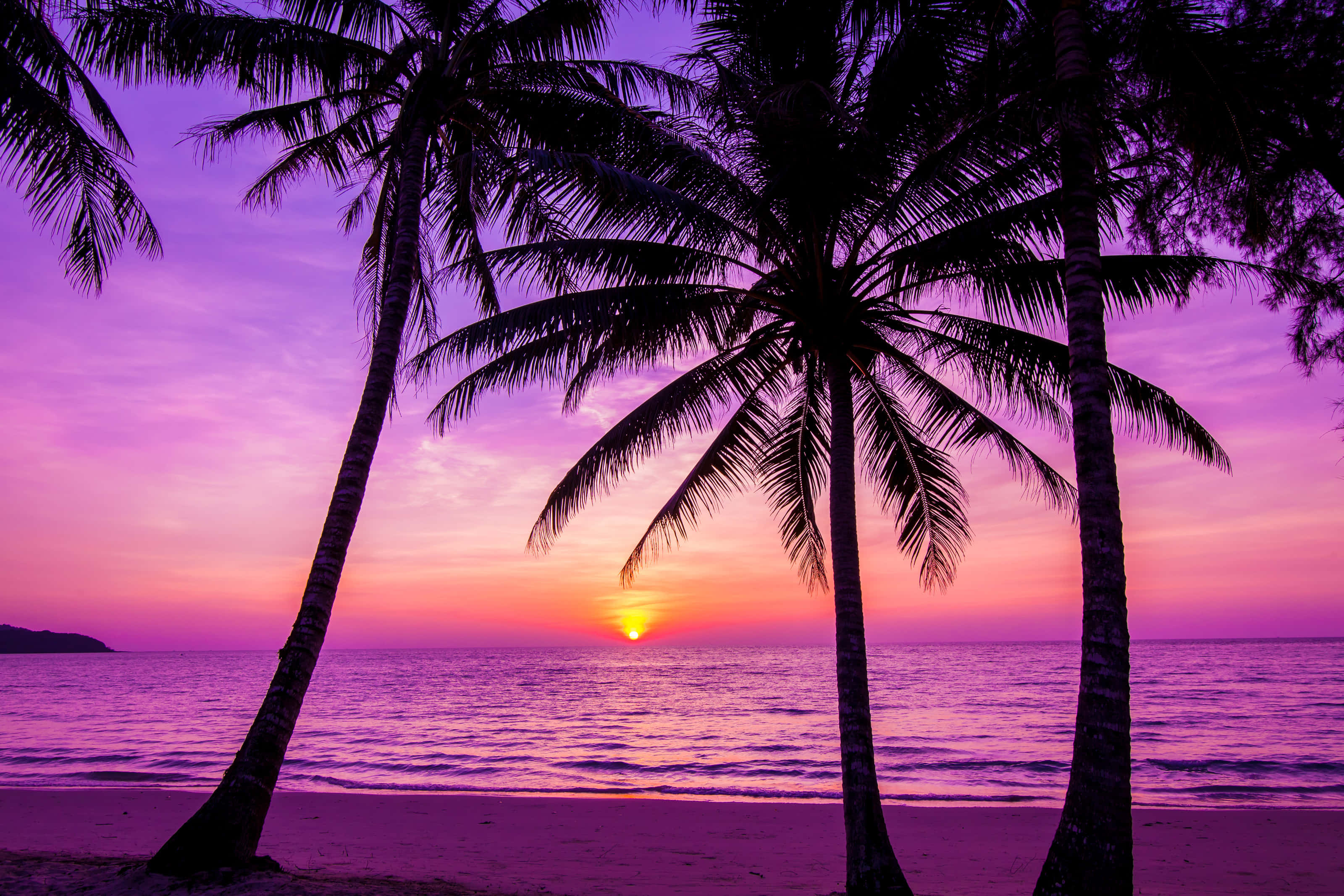 palm trees, beach, purple sunset, 2K Desktop Wallpaper