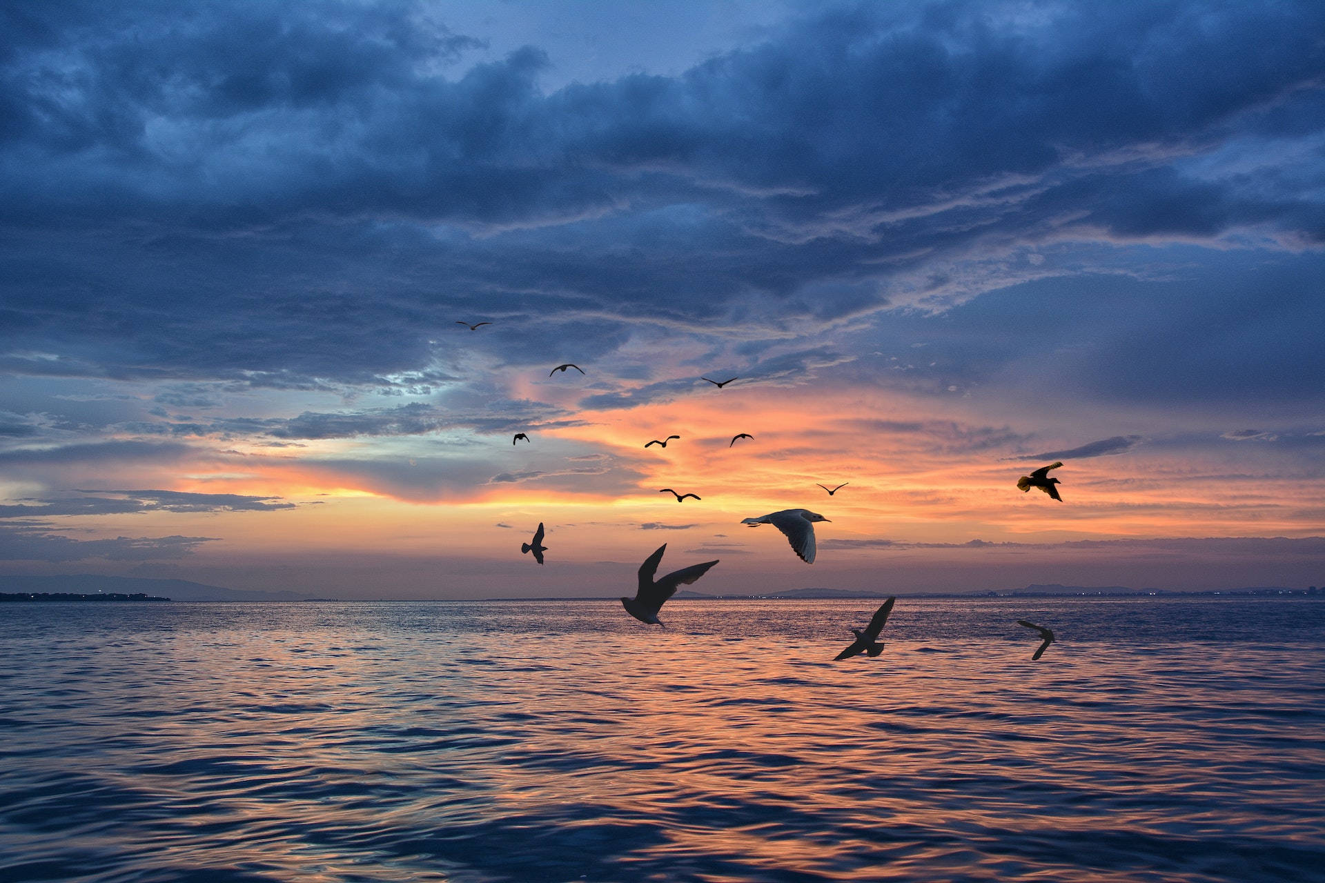 silhouetted birds, ocean, sunset, Full HD Desktop Wallpaper