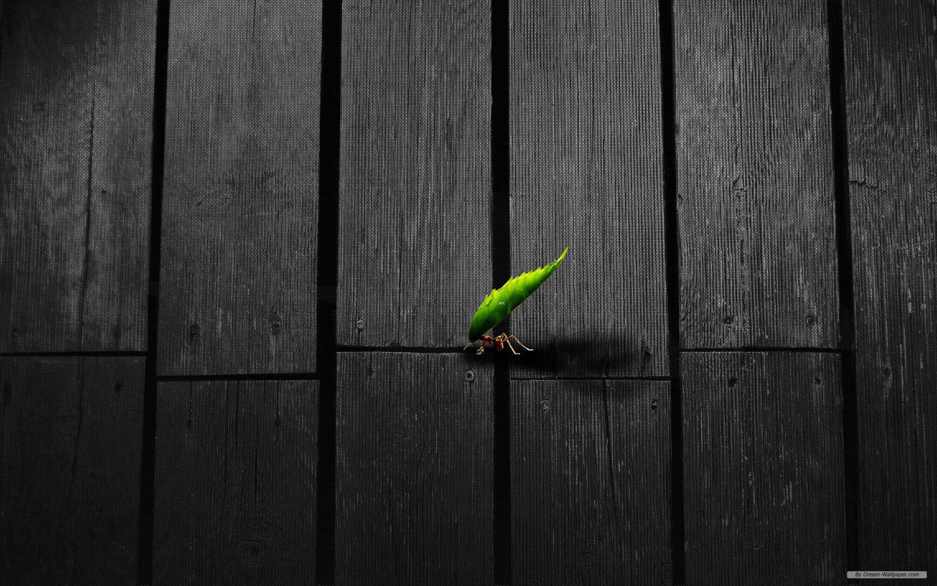 vibrant green leaf, dark weathered wooden planks, sunset landscape, Full HD Desktop Wallpaper