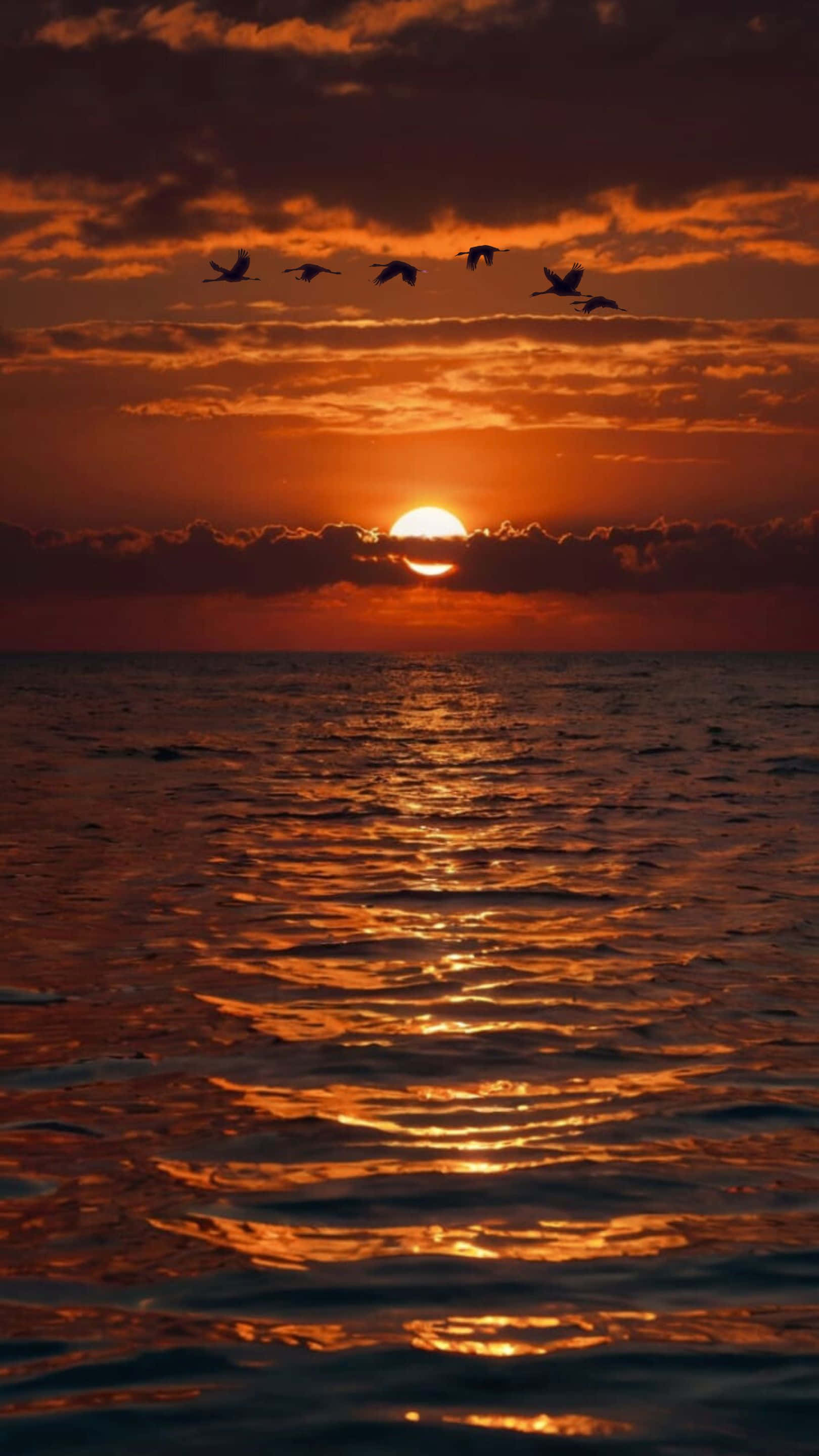 golden sunset, ocean, flying birds, 2K Phone Wallpaper