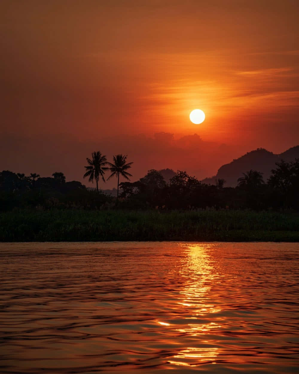 sunset, river, palm trees, SD Phone Wallpaper