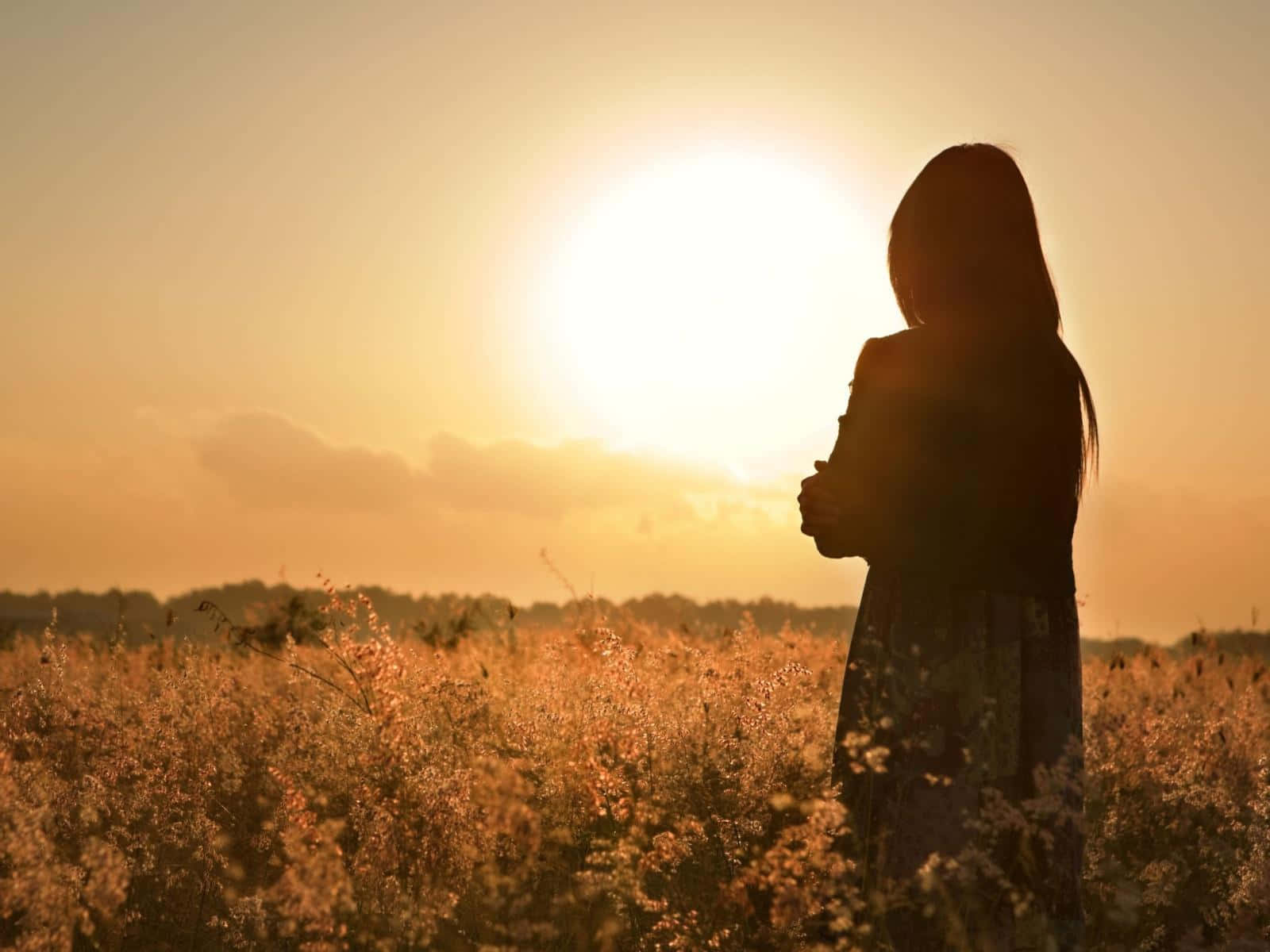 Sunset Silhouette, golden field, sun sets, HD Desktop Wallpaper
