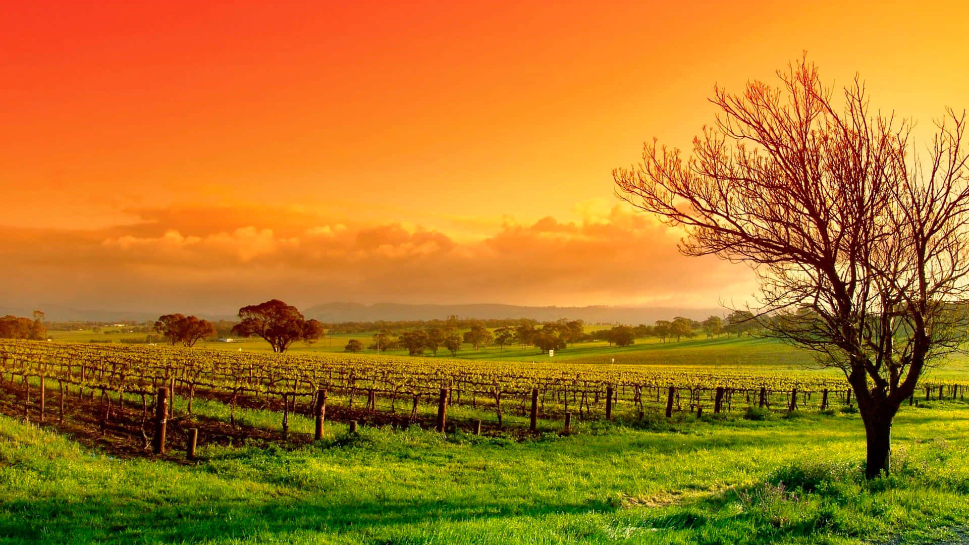 Vineyard, Leafless tree, Vibrant orange sunset, Full HD Desktop Wallpaper